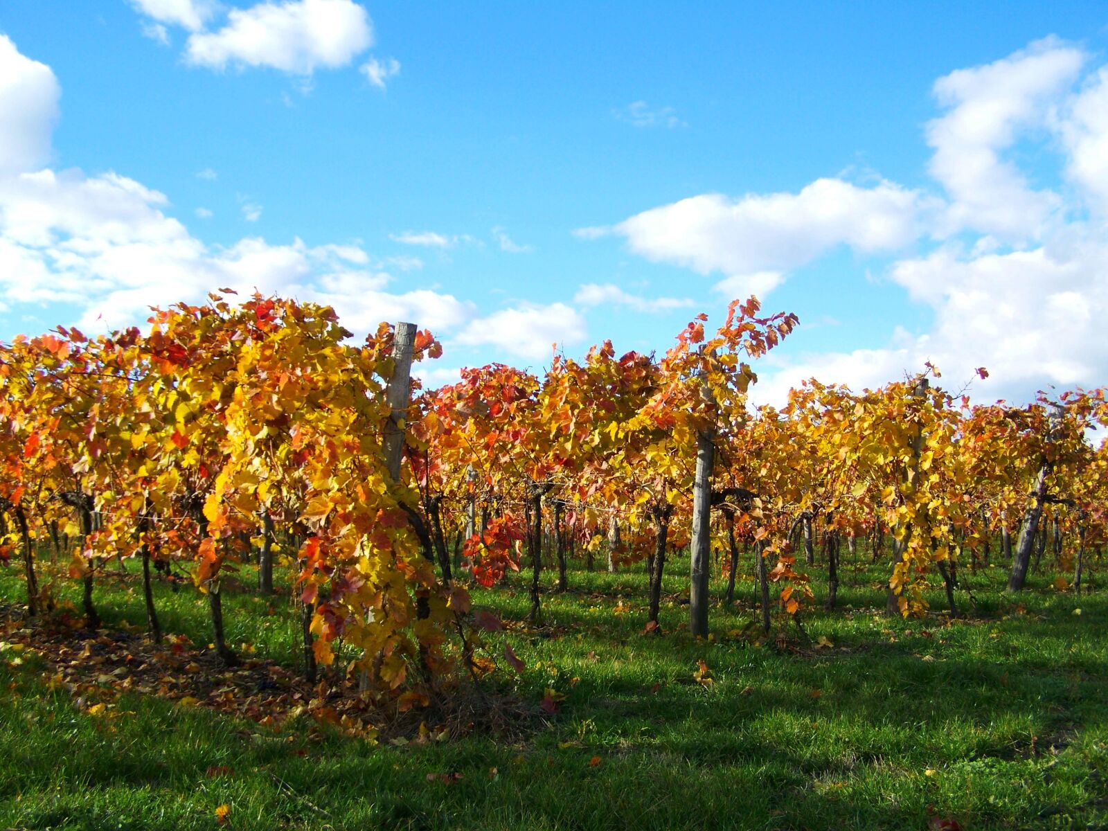 Kodak EASYSHARE ZD710 ZOOM DIGITAL CAMERA sample photo. Autumn, vineyard, discolored leaves photography