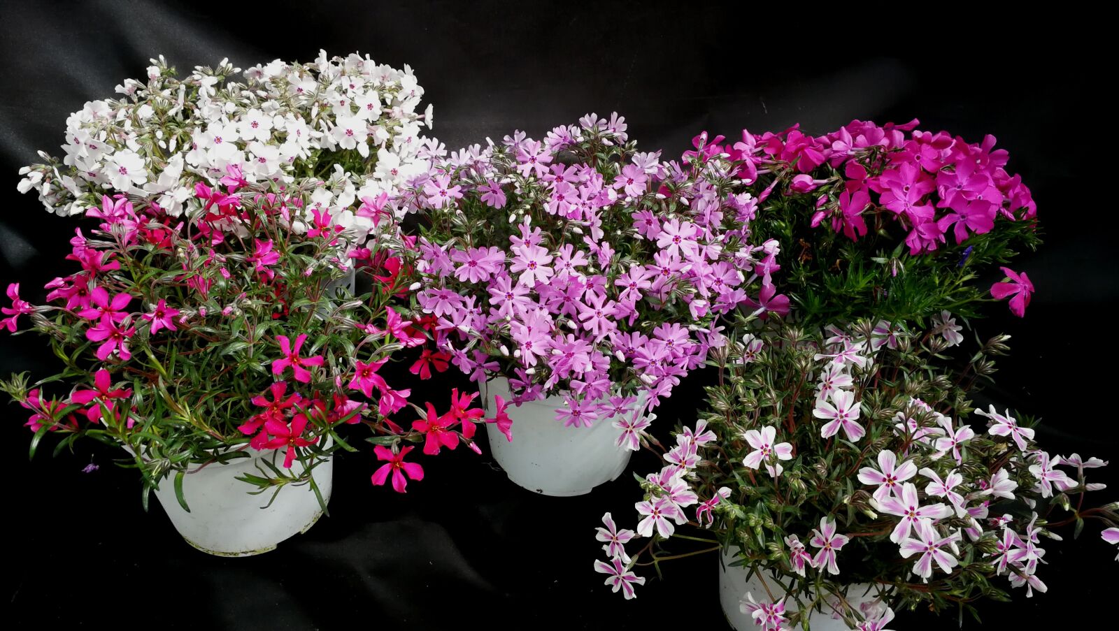 HUAWEI P10 sample photo. Phlox, perennial, flowers photography
