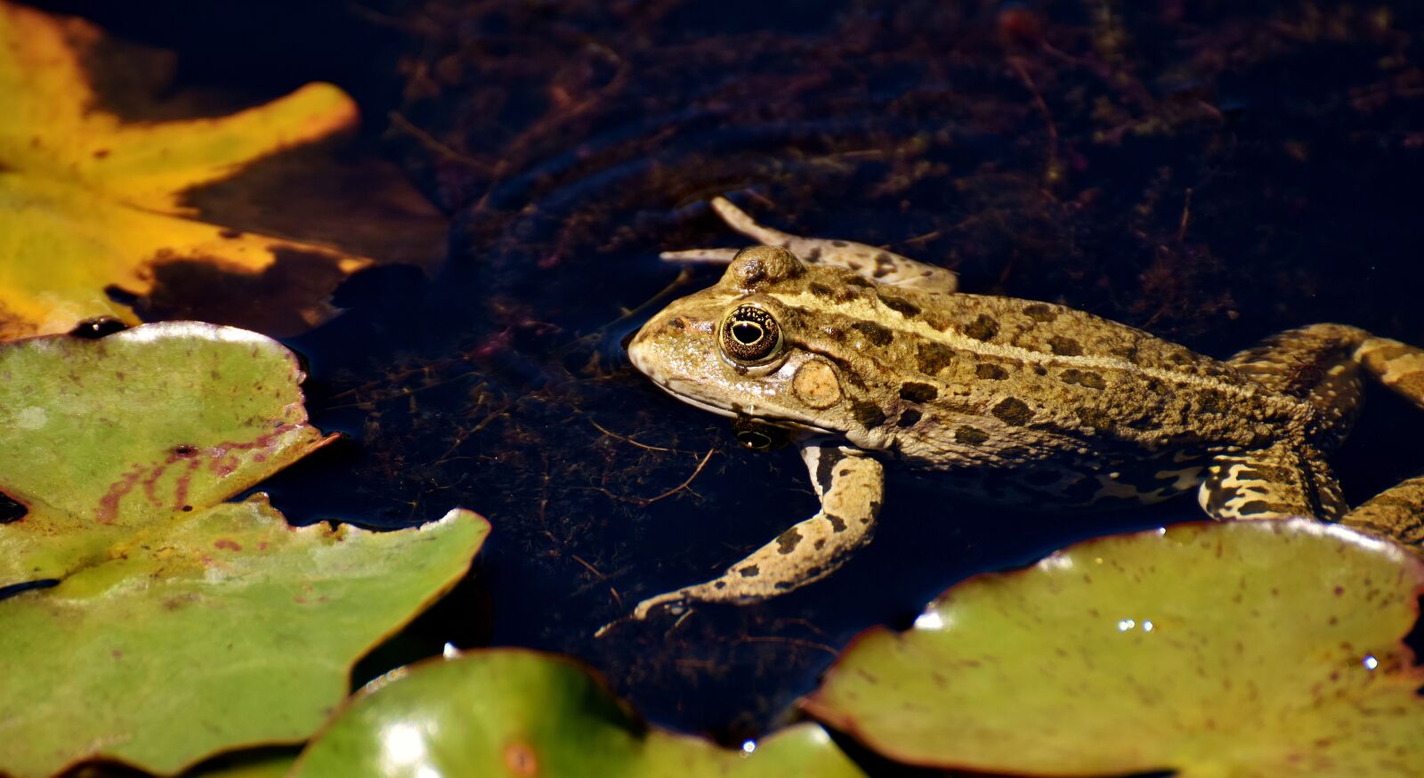 Nikon D7200 sample photo. Frog, pond, animal photography