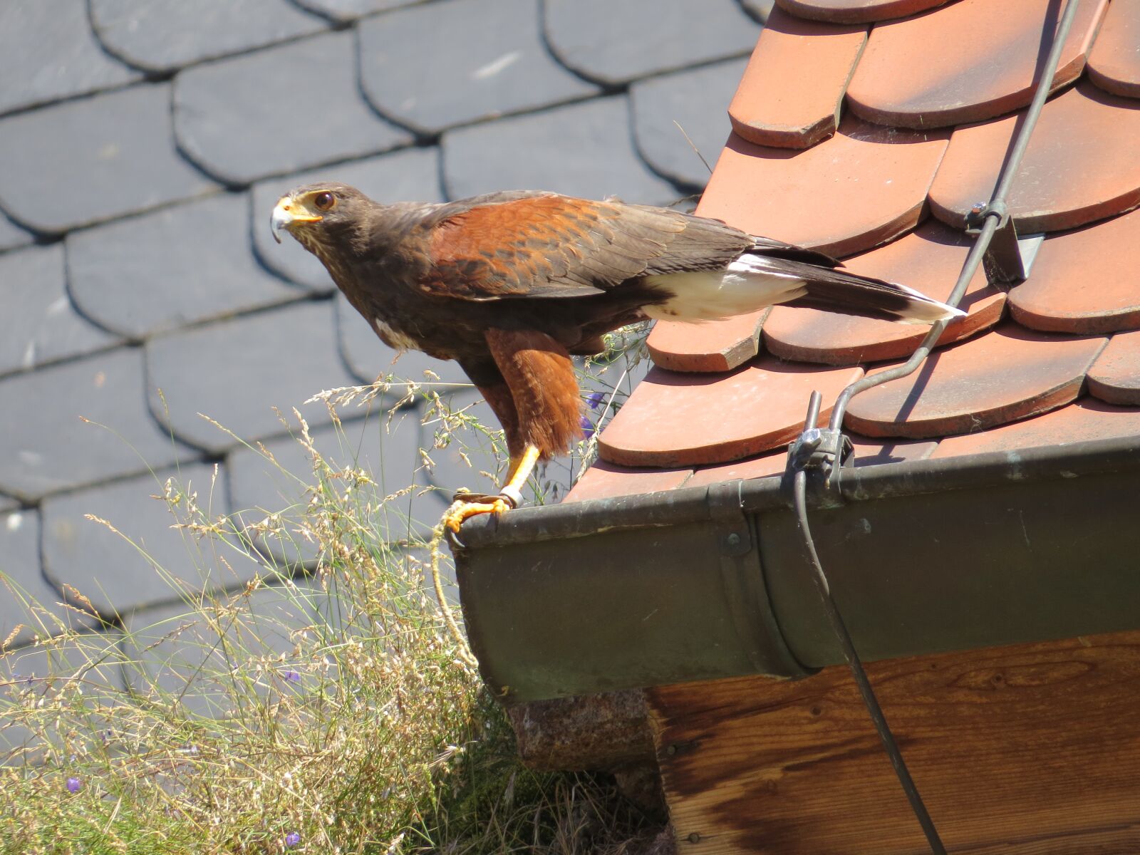 Canon PowerShot SX50 HS sample photo. Bird, nature, animal photography