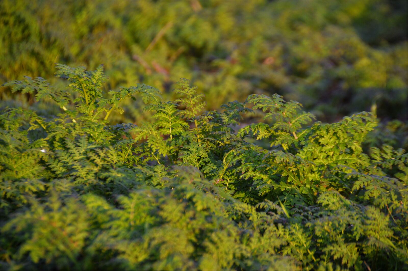 Nikon D3200 sample photo. Field, nature, landscape photography