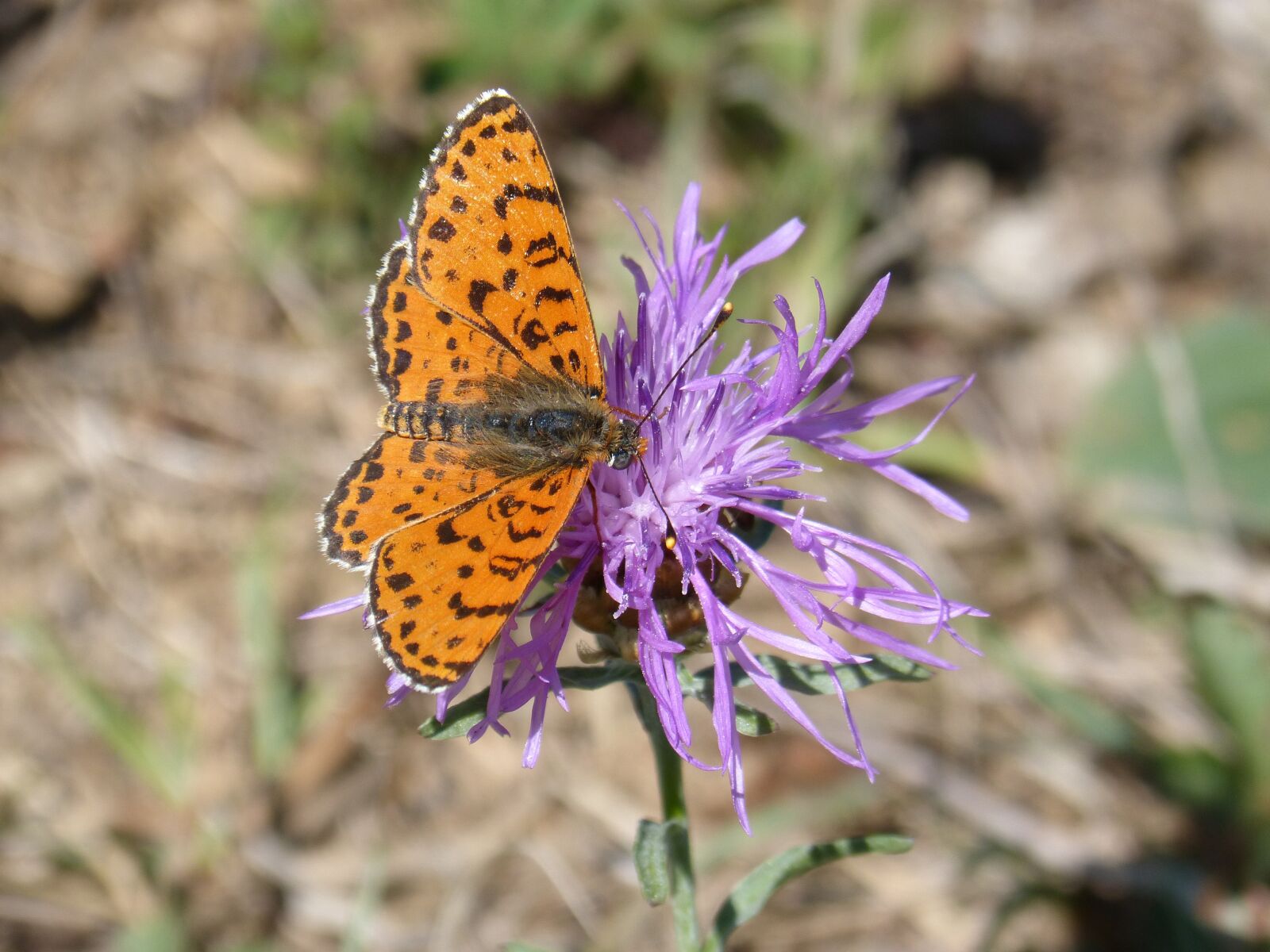 Panasonic DMC-FZ62 sample photo. Butterfly, damer of the photography