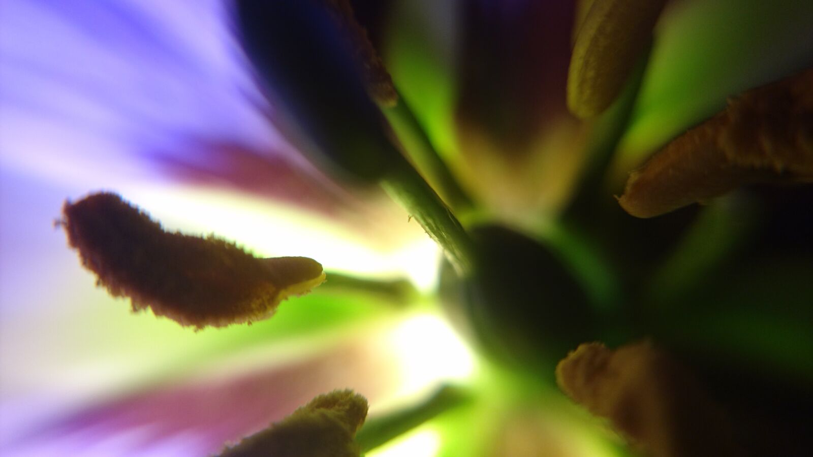 Sony Xperia Z5 Compact sample photo. Macro, flower macro, beautiful photography