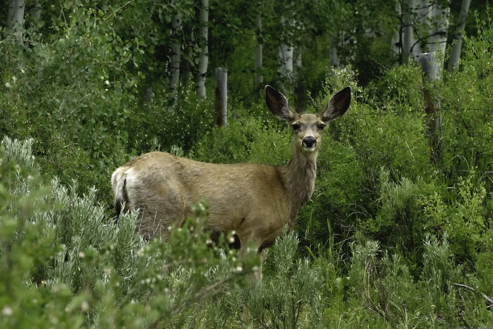 Sony SLT-A65 (SLT-A65V) sample photo. Mule, deer, female photography