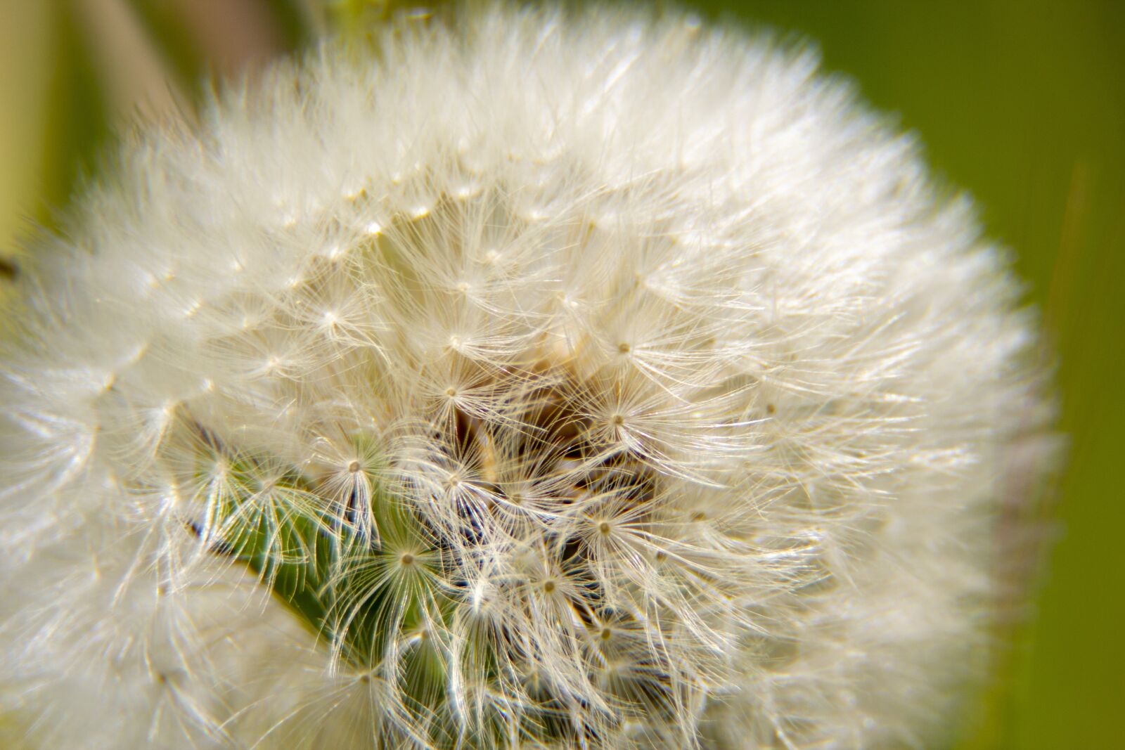 Canon EOS 600D (Rebel EOS T3i / EOS Kiss X5) sample photo. Dandelion, pupava, nature photography