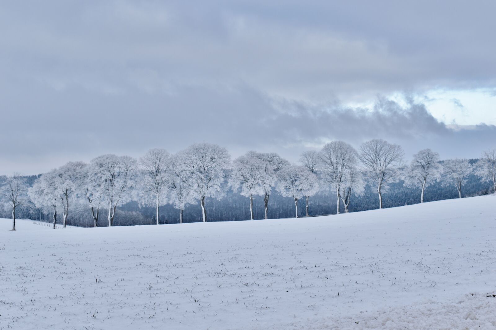 Nikon D5600 sample photo. Winter, frozen, trees photography