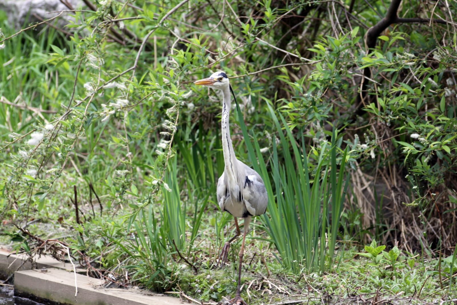 Canon EOS 50D sample photo. Hern, stork, birds photography