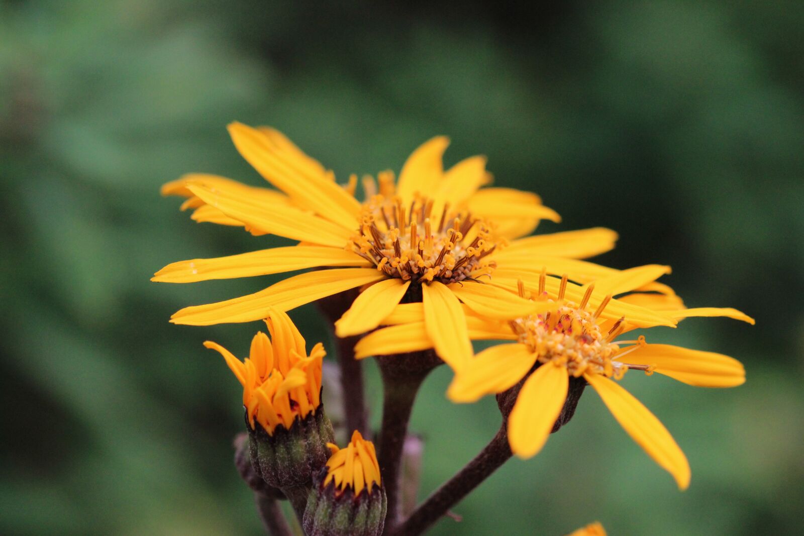 Canon EOS 600D (Rebel EOS T3i / EOS Kiss X5) sample photo. Flowers, yellow, flower photography