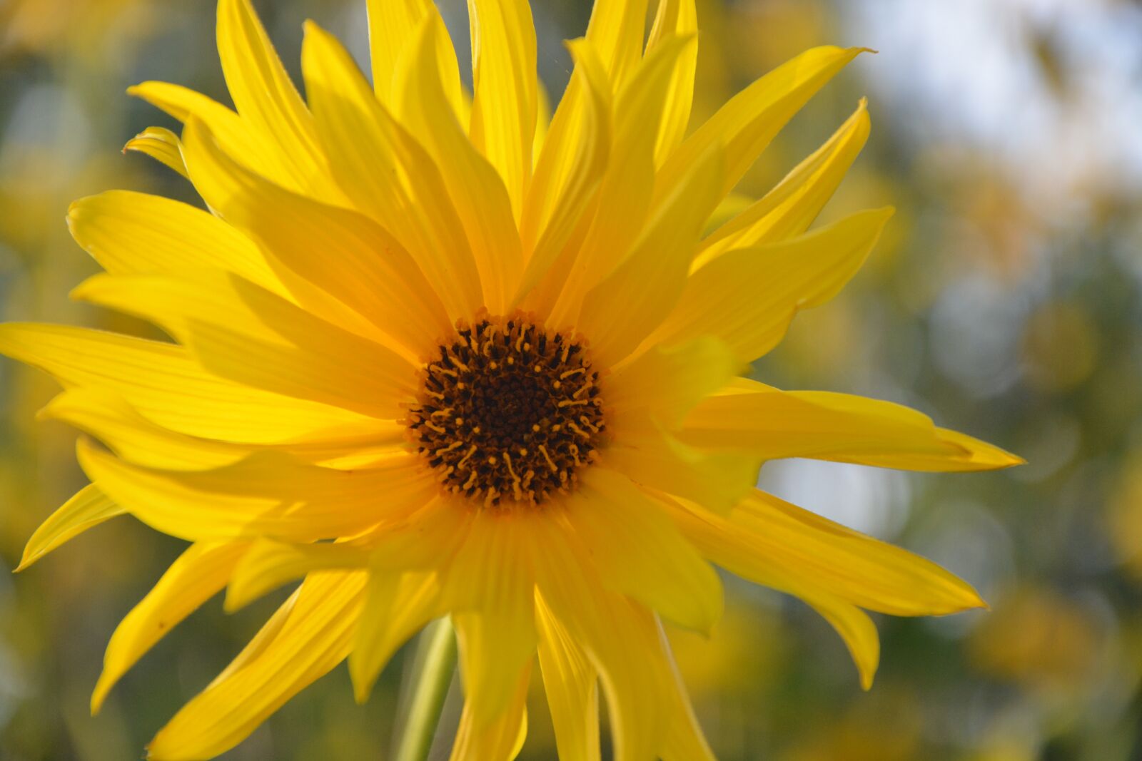 Nikon D5200 sample photo. Flower, yellow flower, petals photography
