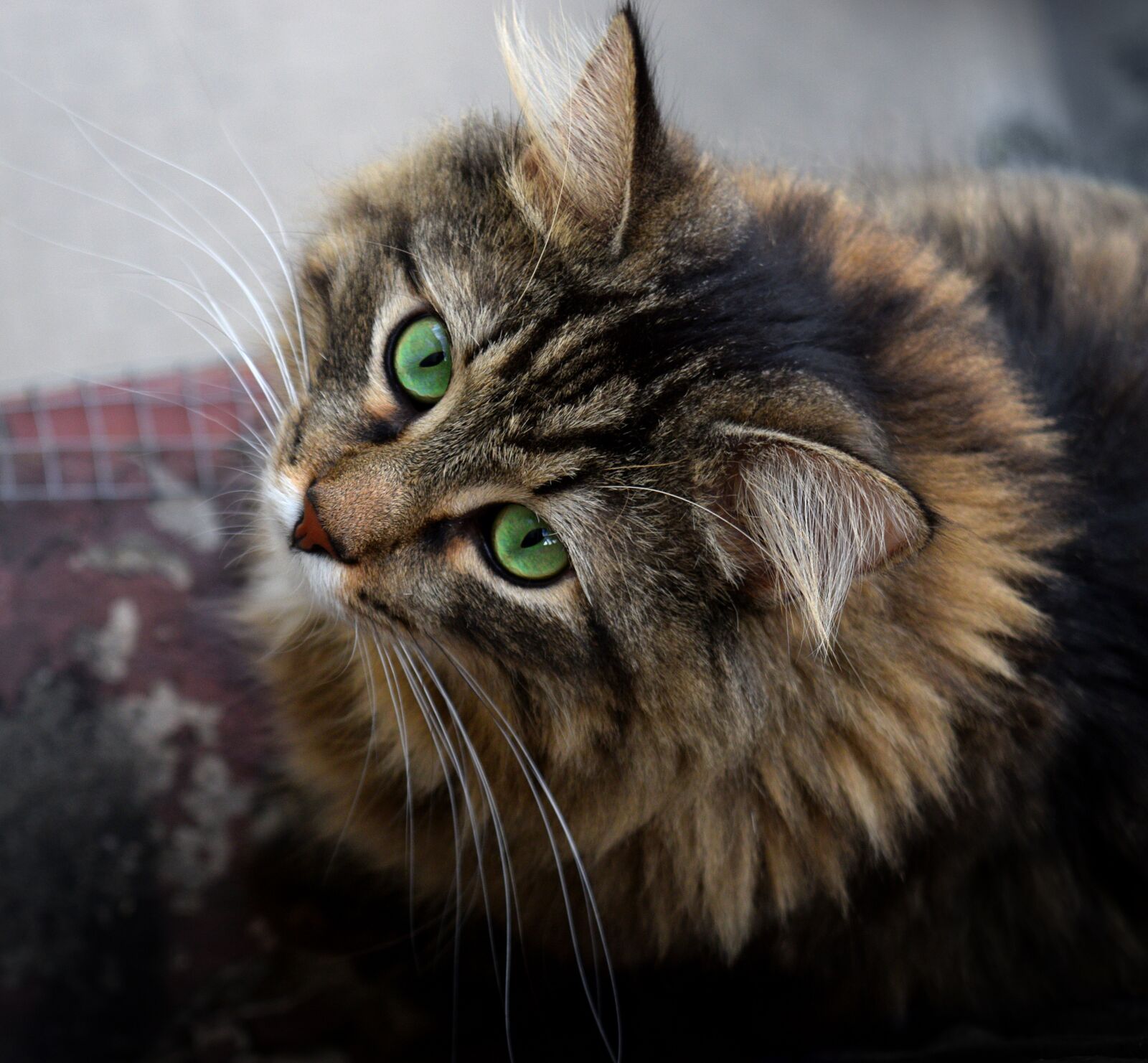 Nikon D3300 sample photo. Cat, kitten, whiskers photography