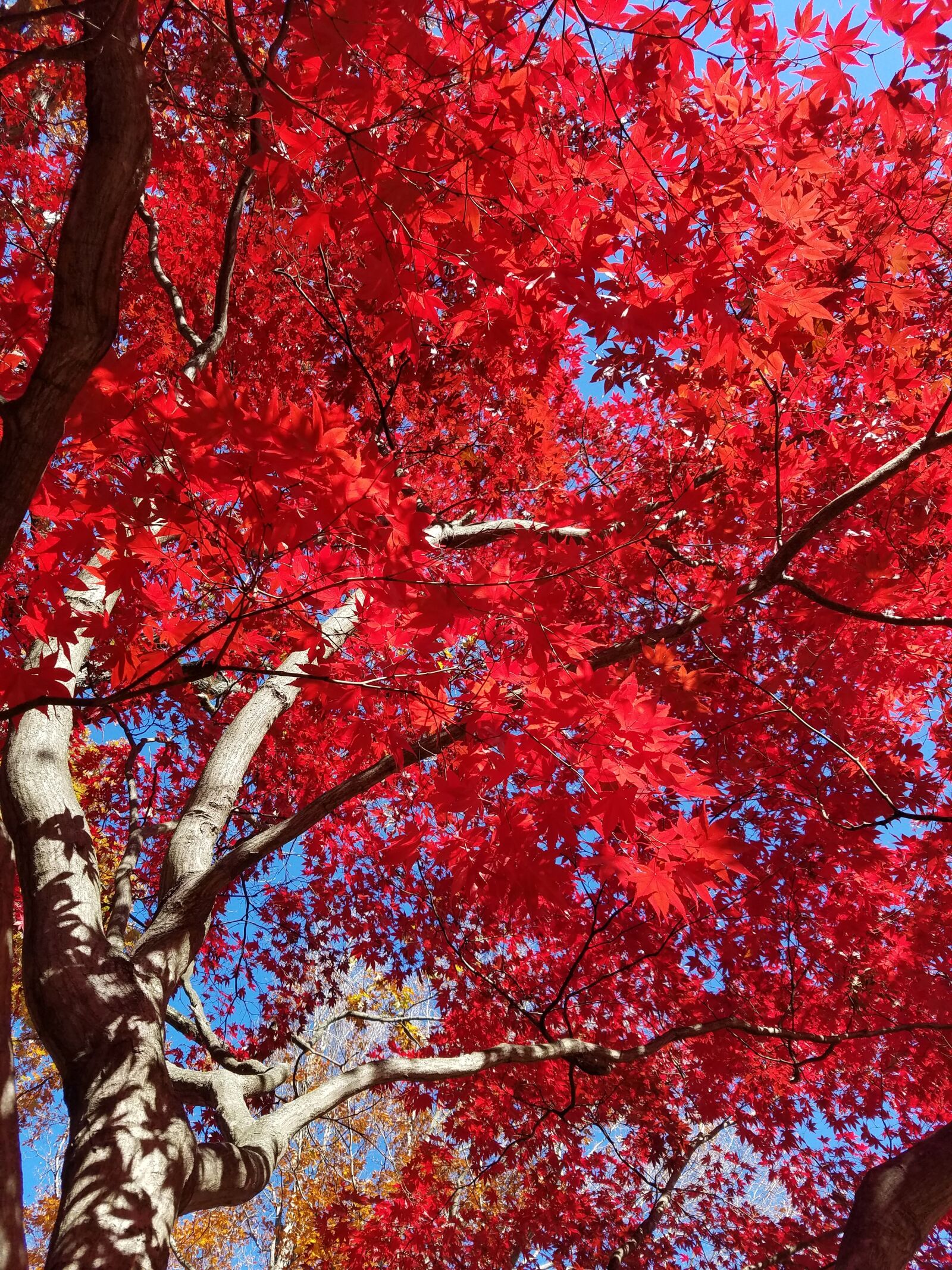 Samsung Galaxy S7 sample photo. Japanese maple, maple tree photography