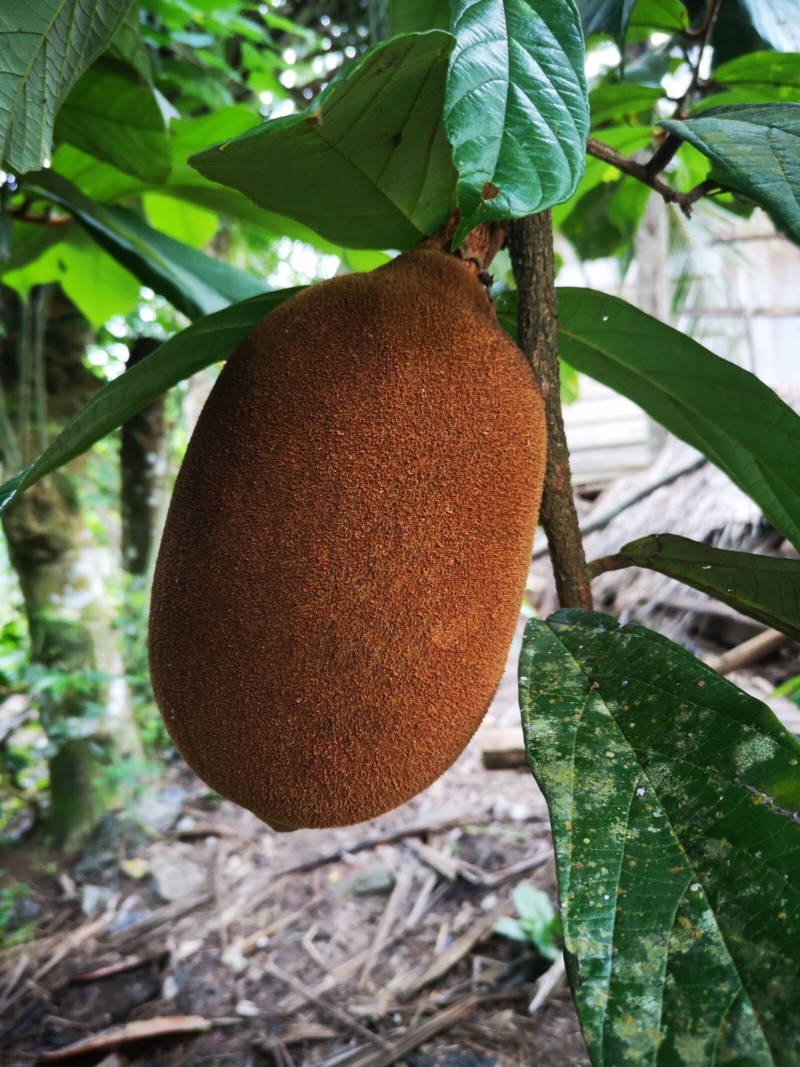 HUAWEI P20 sample photo. Nature, vegetables and fruits photography