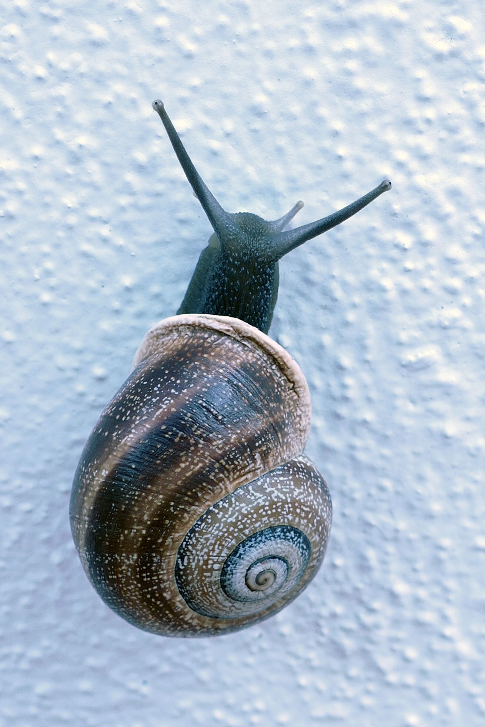 Panasonic Lumix DMC-FZ1000 sample photo. Snail, mollusc, huisjesslak photography