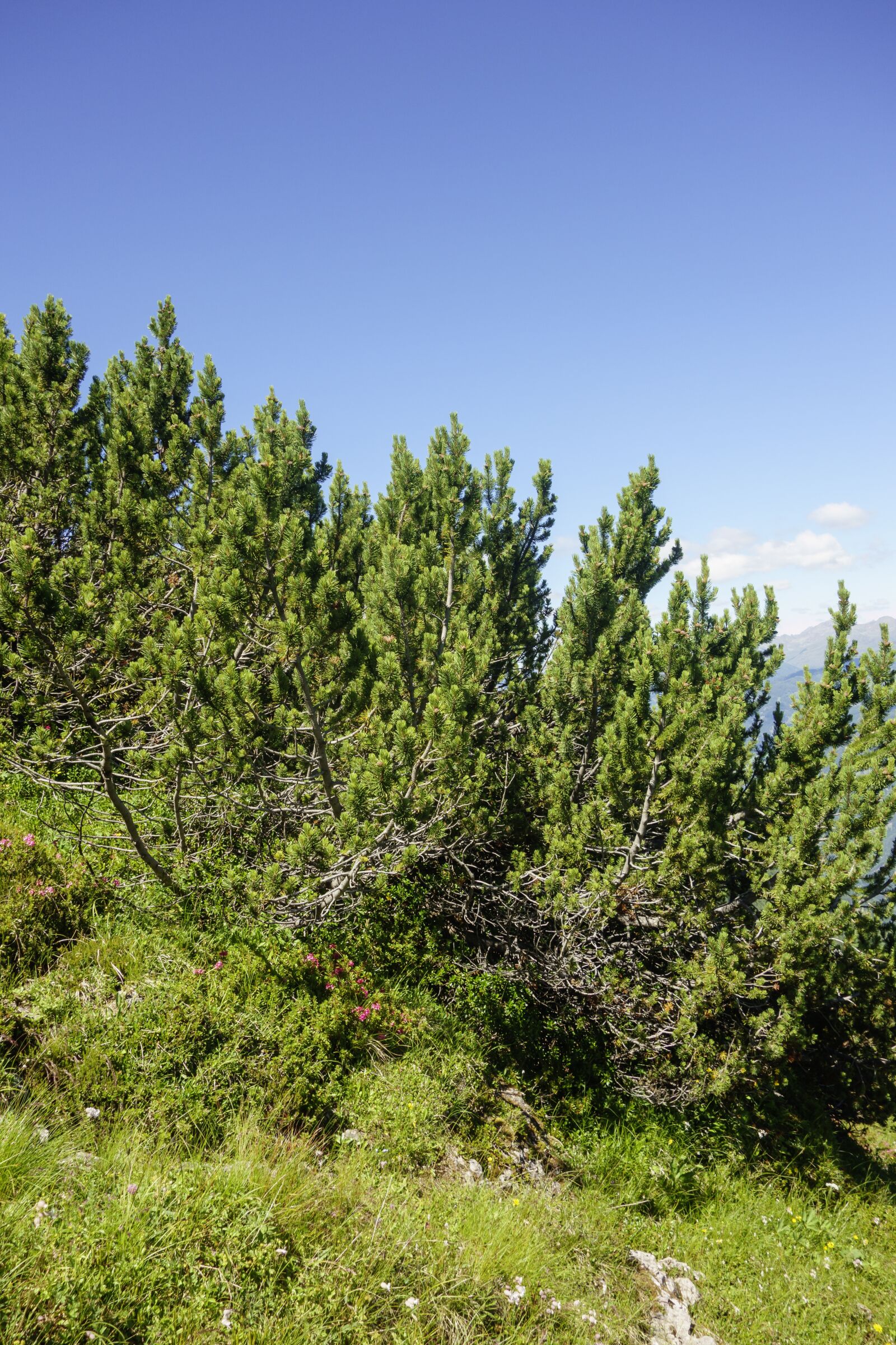 Sony Cyber-shot DSC-RX100 sample photo. Pine, plant, landscape photography