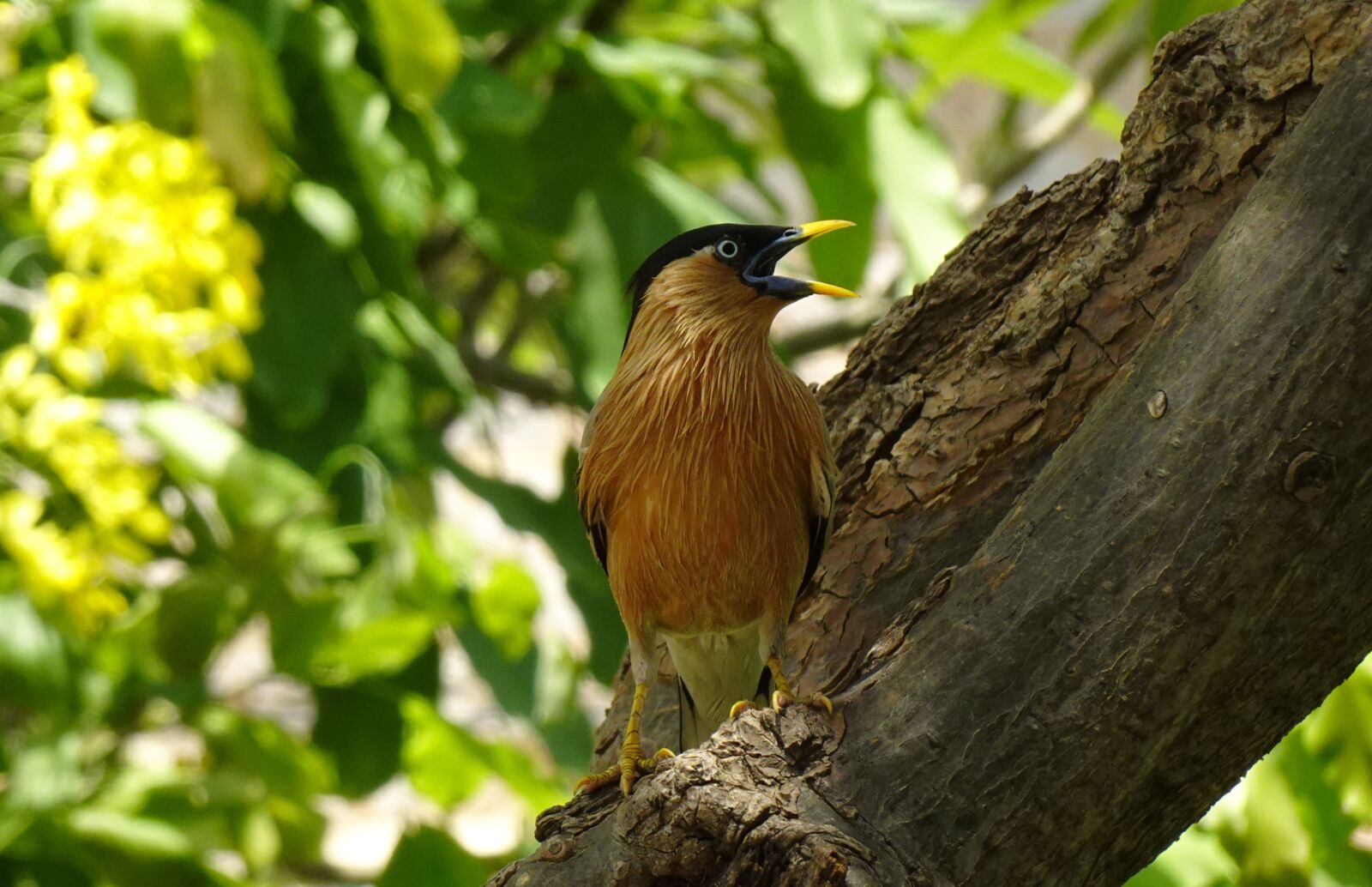Sony DSC-WX800 sample photo. Bird, aves, brahminy myna photography