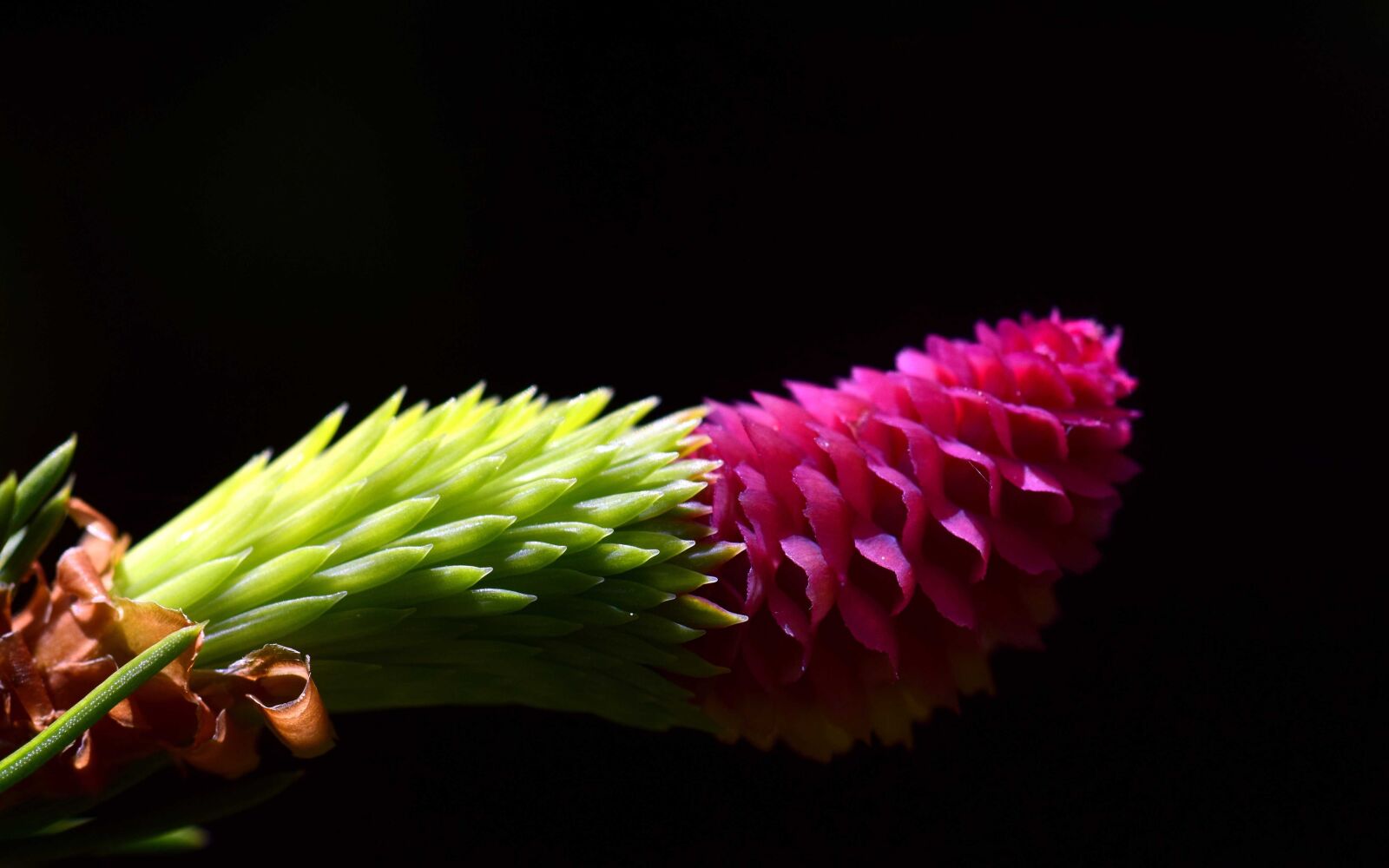 Nikon D3300 sample photo. Spruce, detail, macro, pine photography