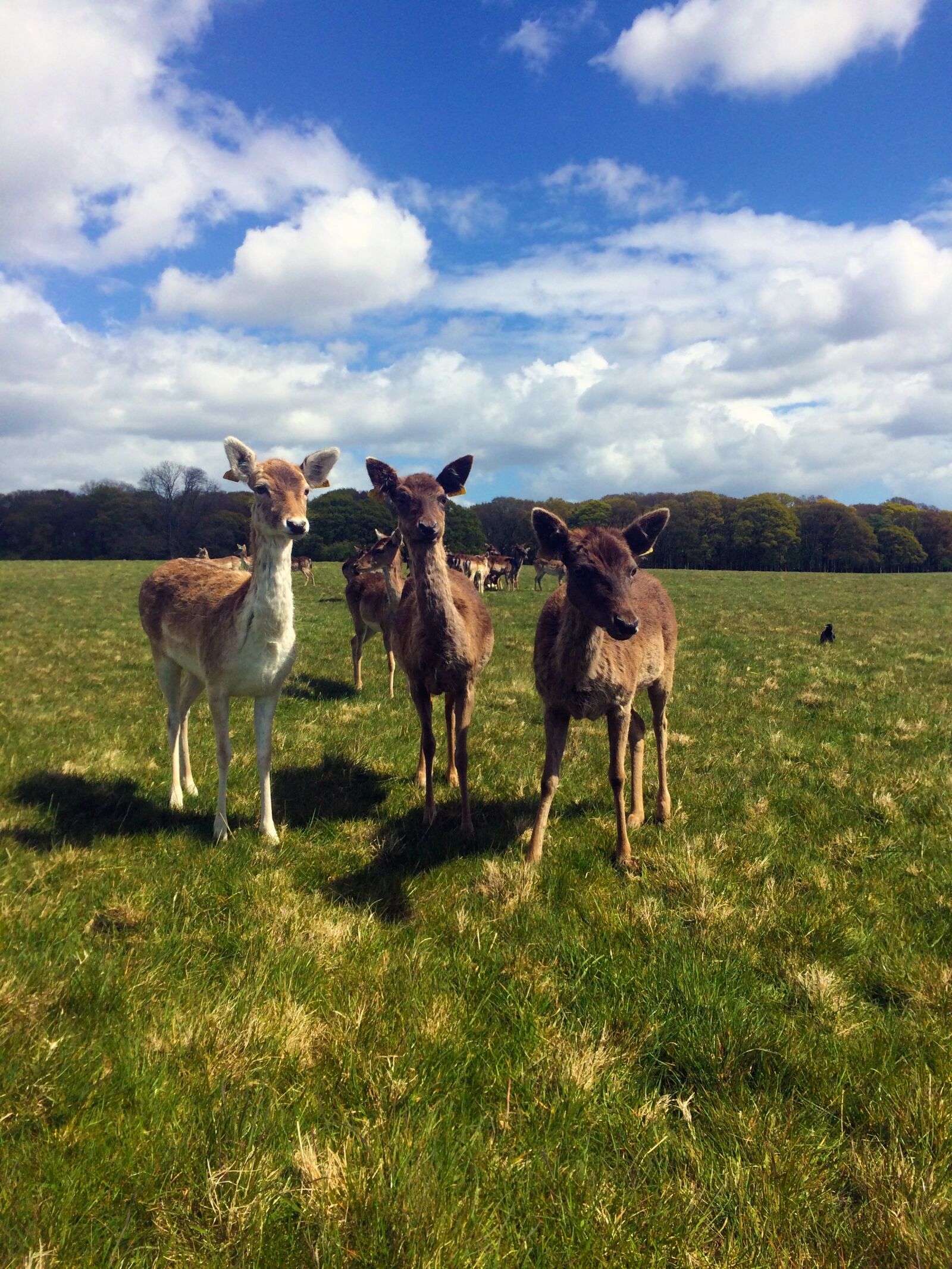 iPhone 5s back camera 4.15mm f/2.2 sample photo. Dublin, deer, wildlife photography