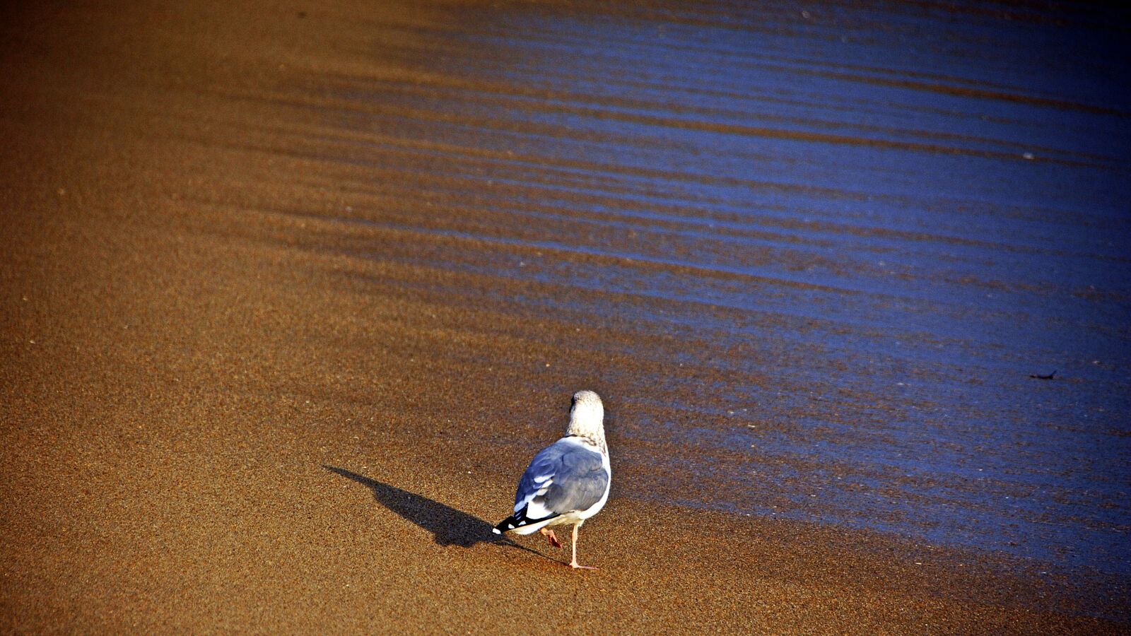 Nikon D2Xs sample photo. New, nature, dawn photography