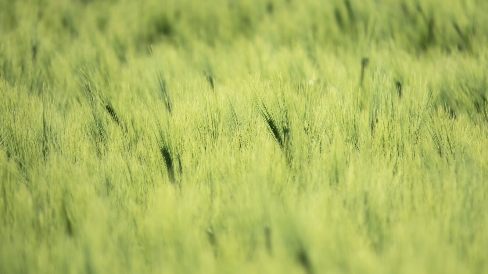 Canon PowerShot G3 X sample photo. Barley, cereals, ear photography