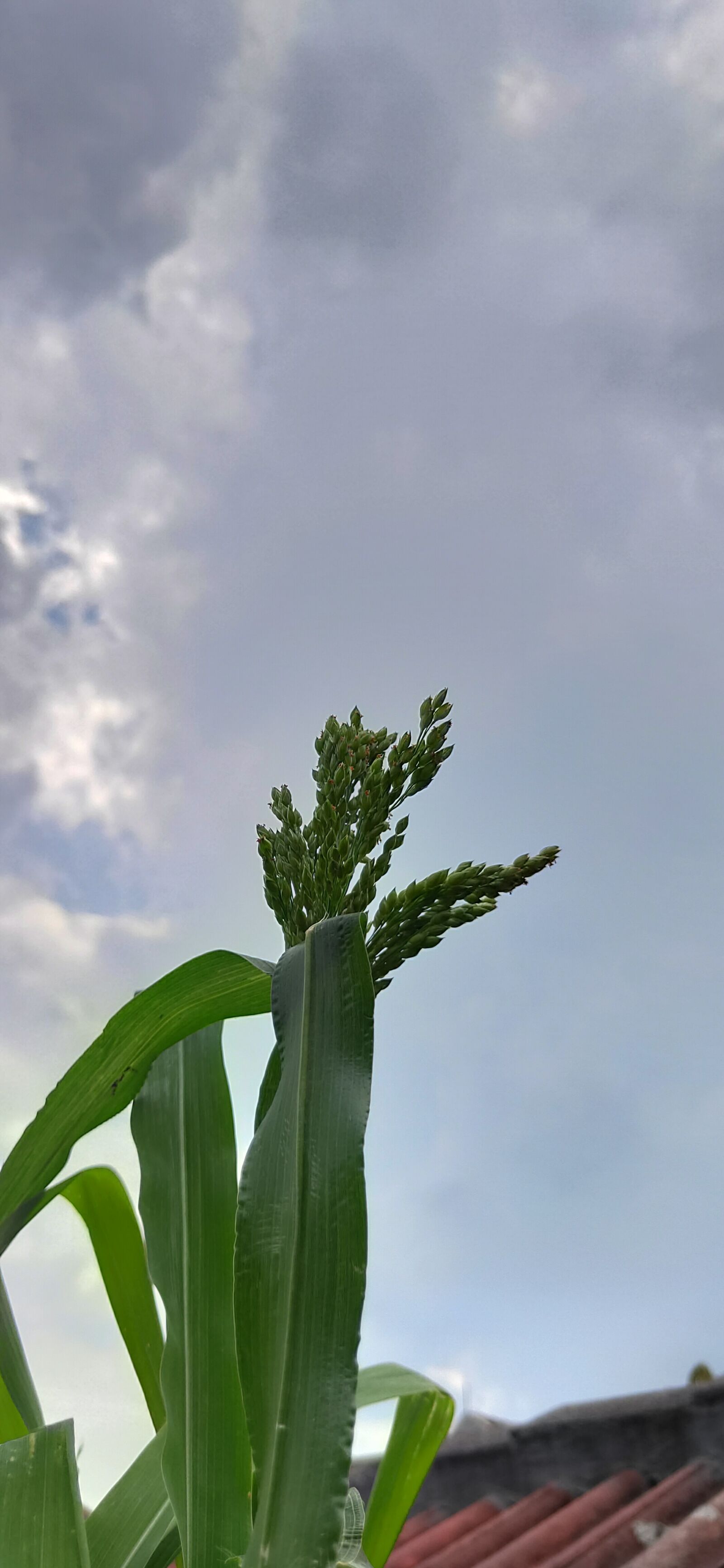 Realme 3 PRO sample photo. Plant, green, sky photography