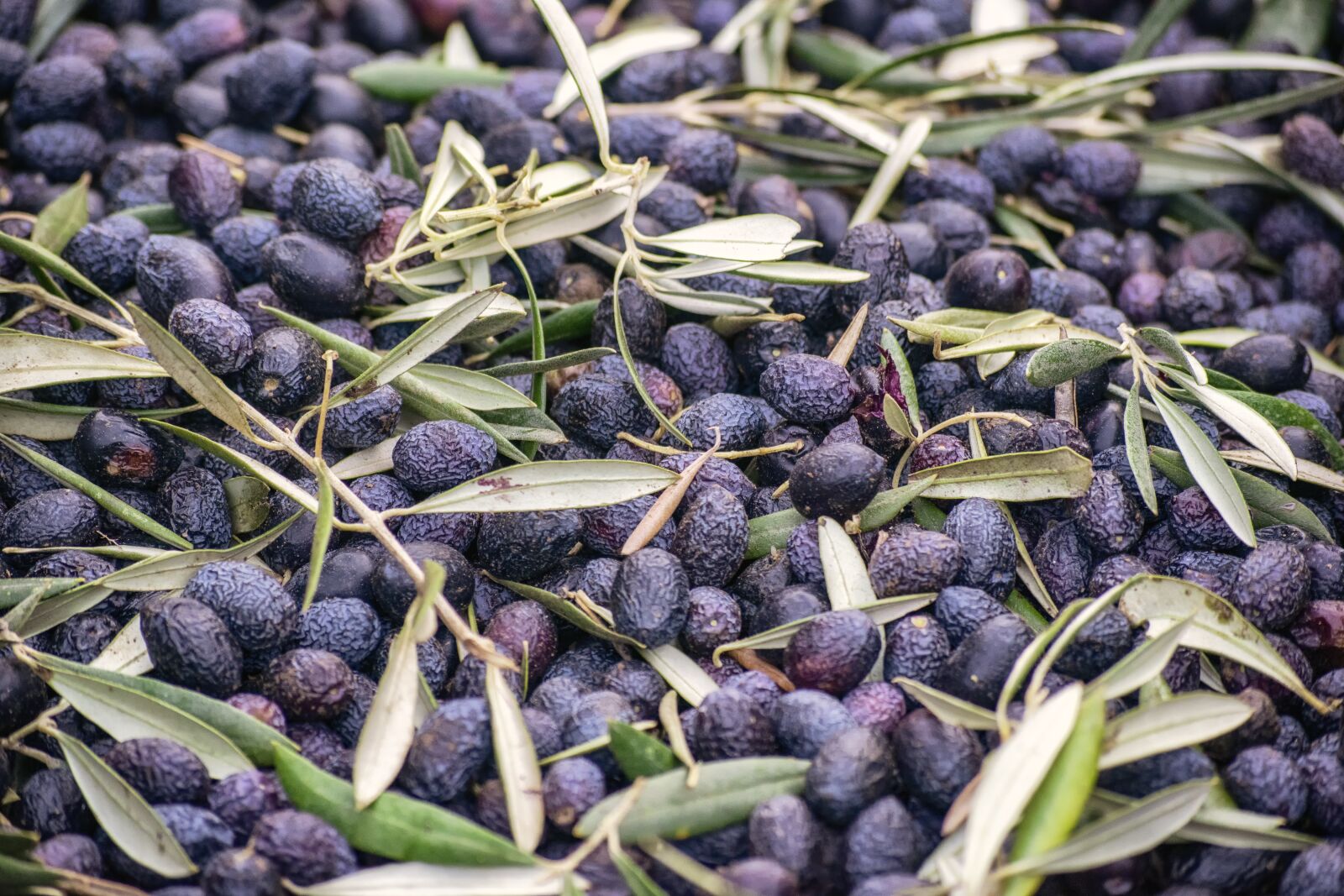 Nikon D3300 sample photo. Olive, green, mediterranean photography