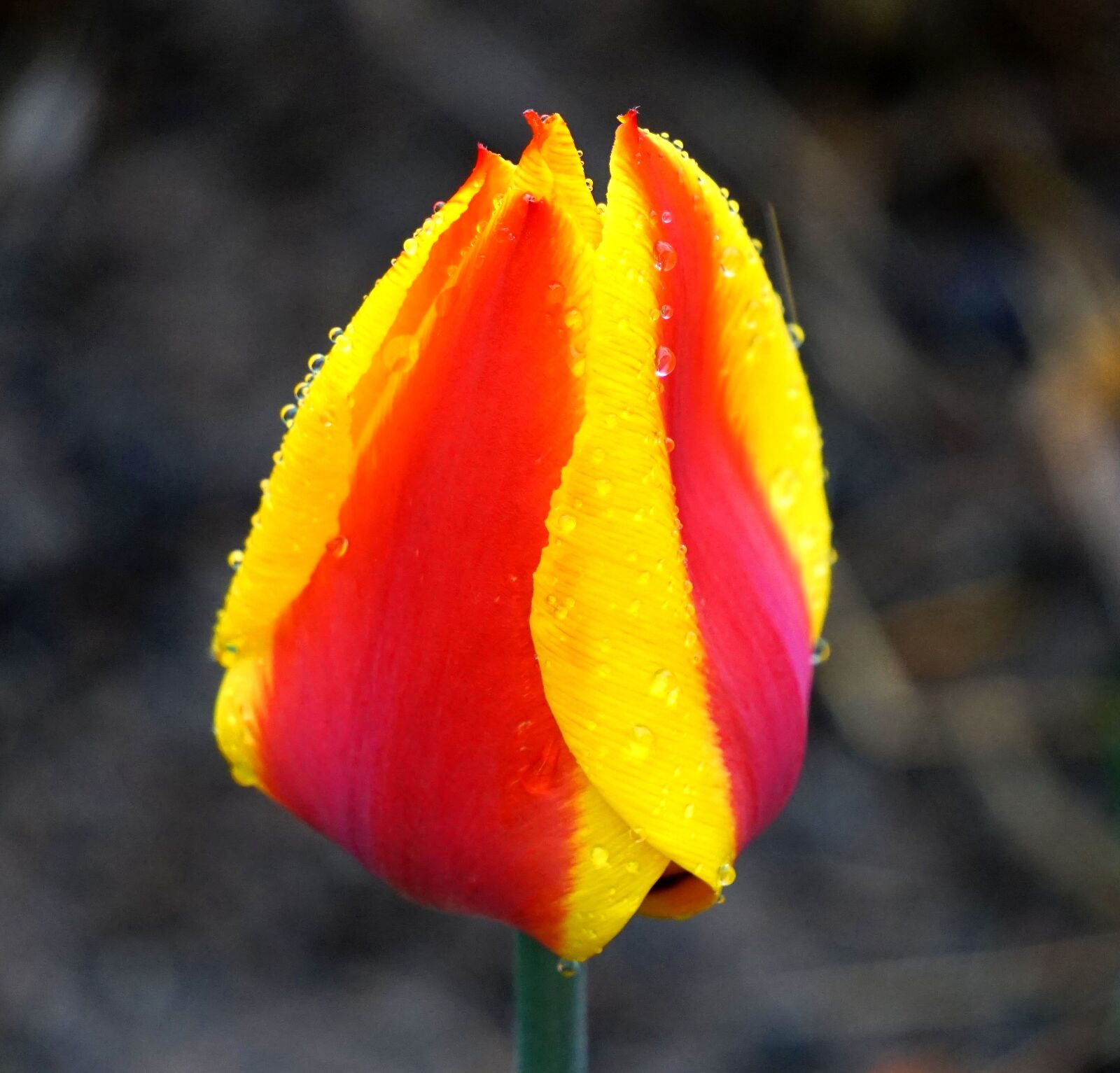 Sony Alpha a5000 (ILCE 5000) + Sony E 55-210mm F4.5-6.3 OSS sample photo. Tulip, blossom, bloom photography