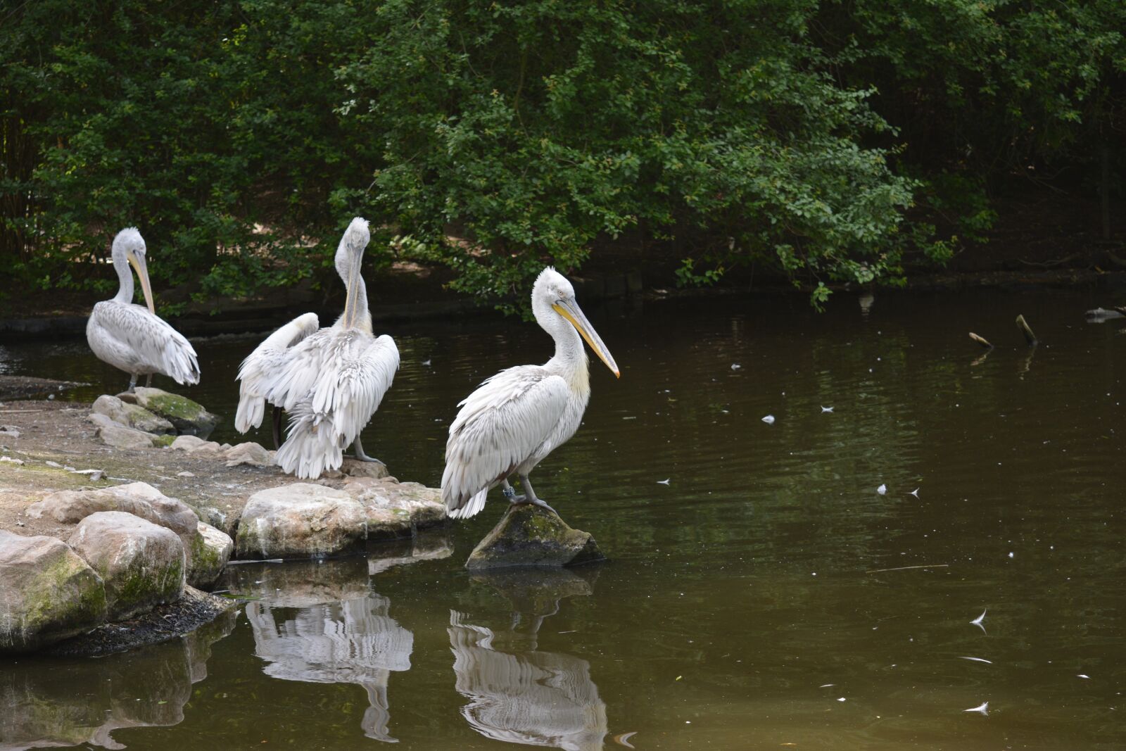Nikon D5200 sample photo. Pelican, bird, animal photography