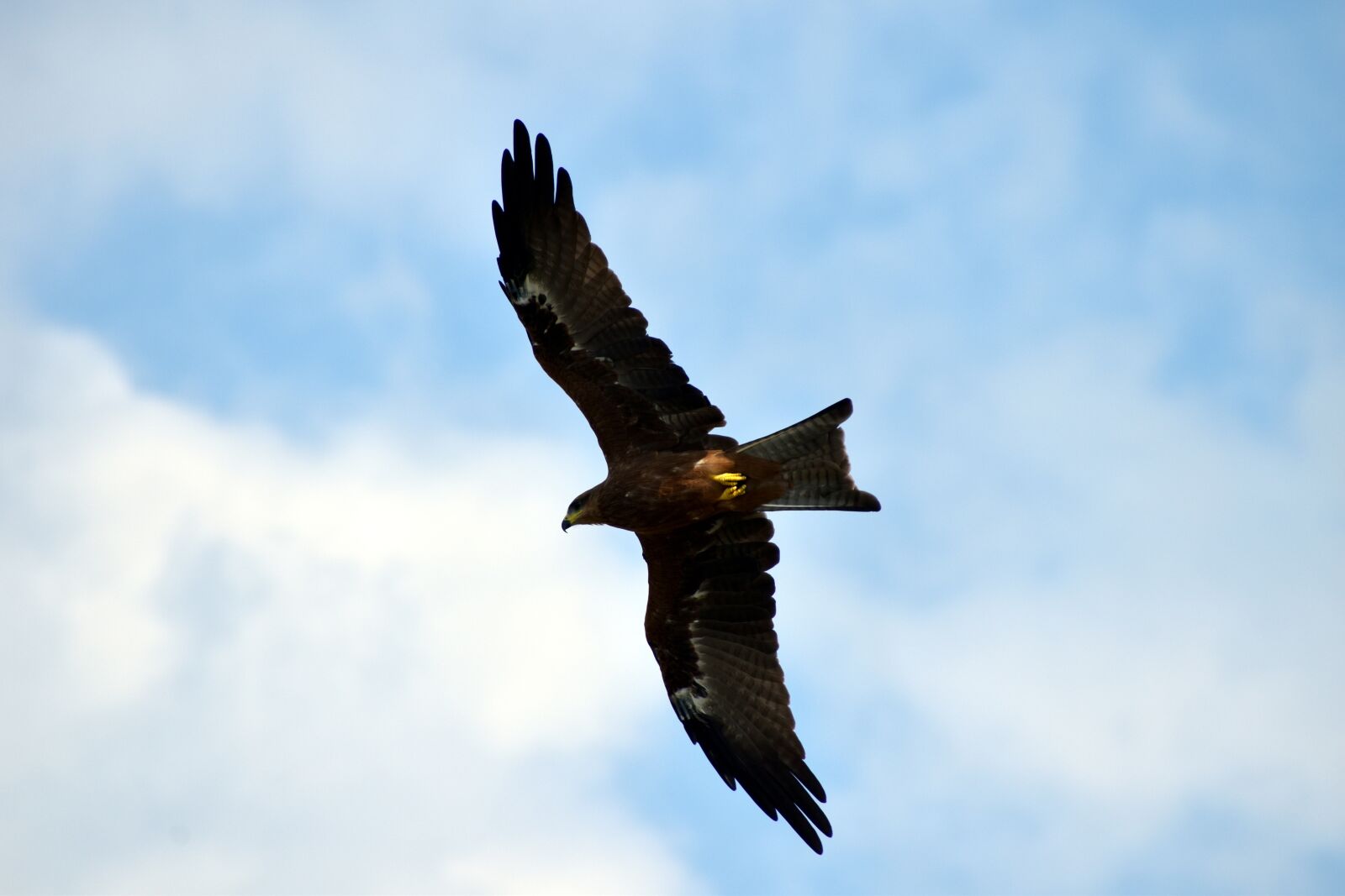 Nikon D5600 sample photo. Black kite, flying, predator photography