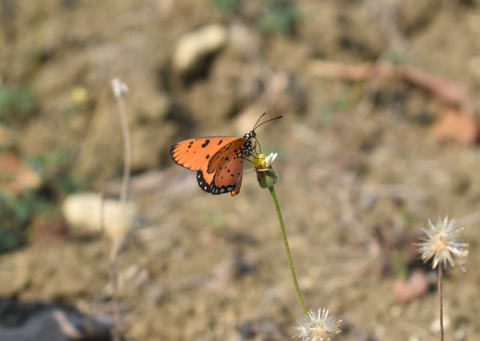 Nikon D3400 sample photo. Butterfly, wild animal, animal photography