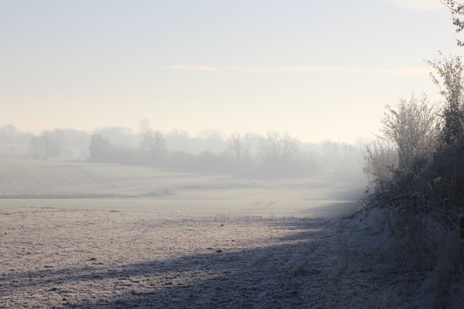 Canon EOS 1300D (EOS Rebel T6 / EOS Kiss X80) sample photo. Tree, frost, mist photography