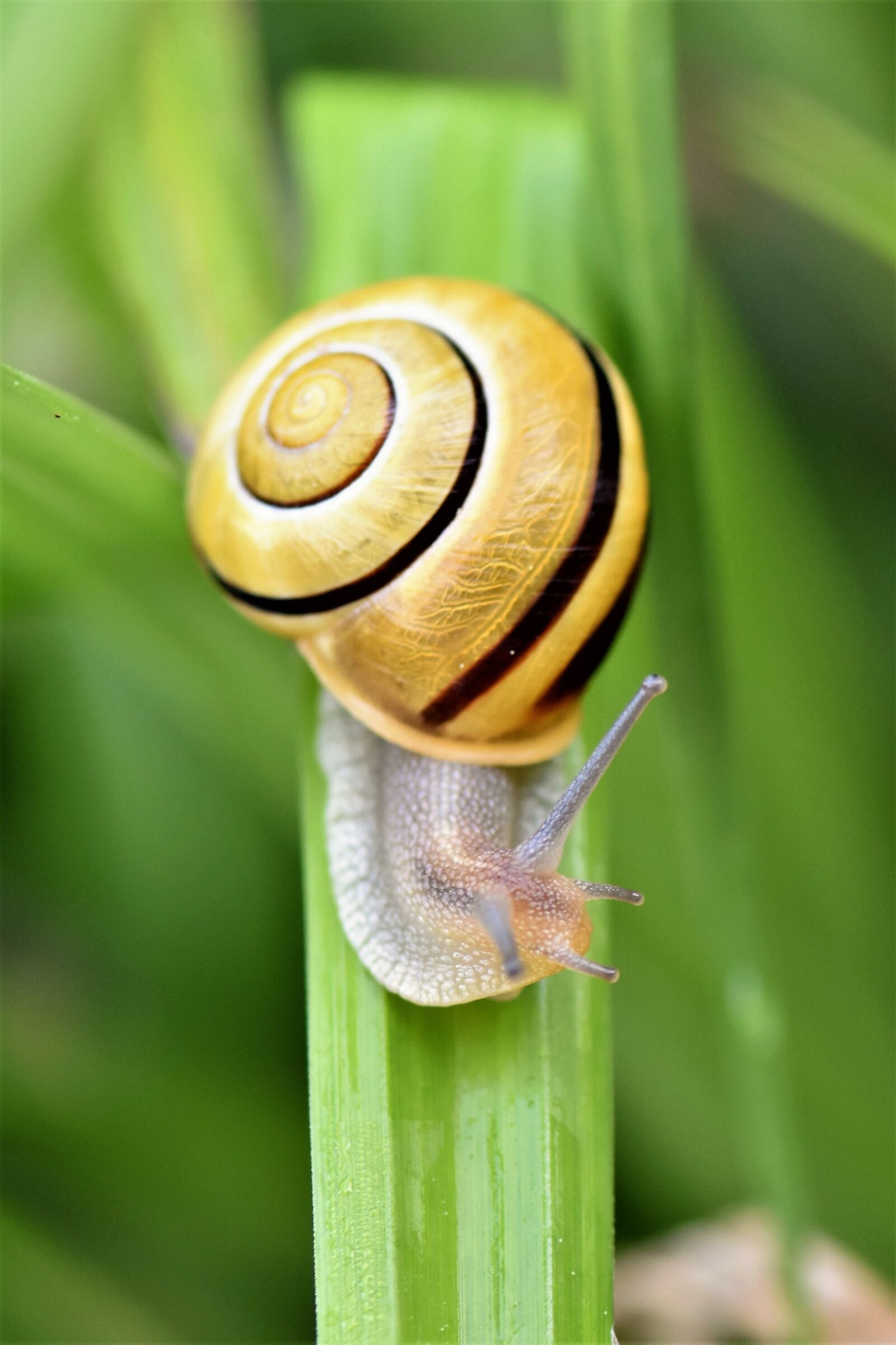 Nikon D5500 sample photo. Snail, animal, creature photography