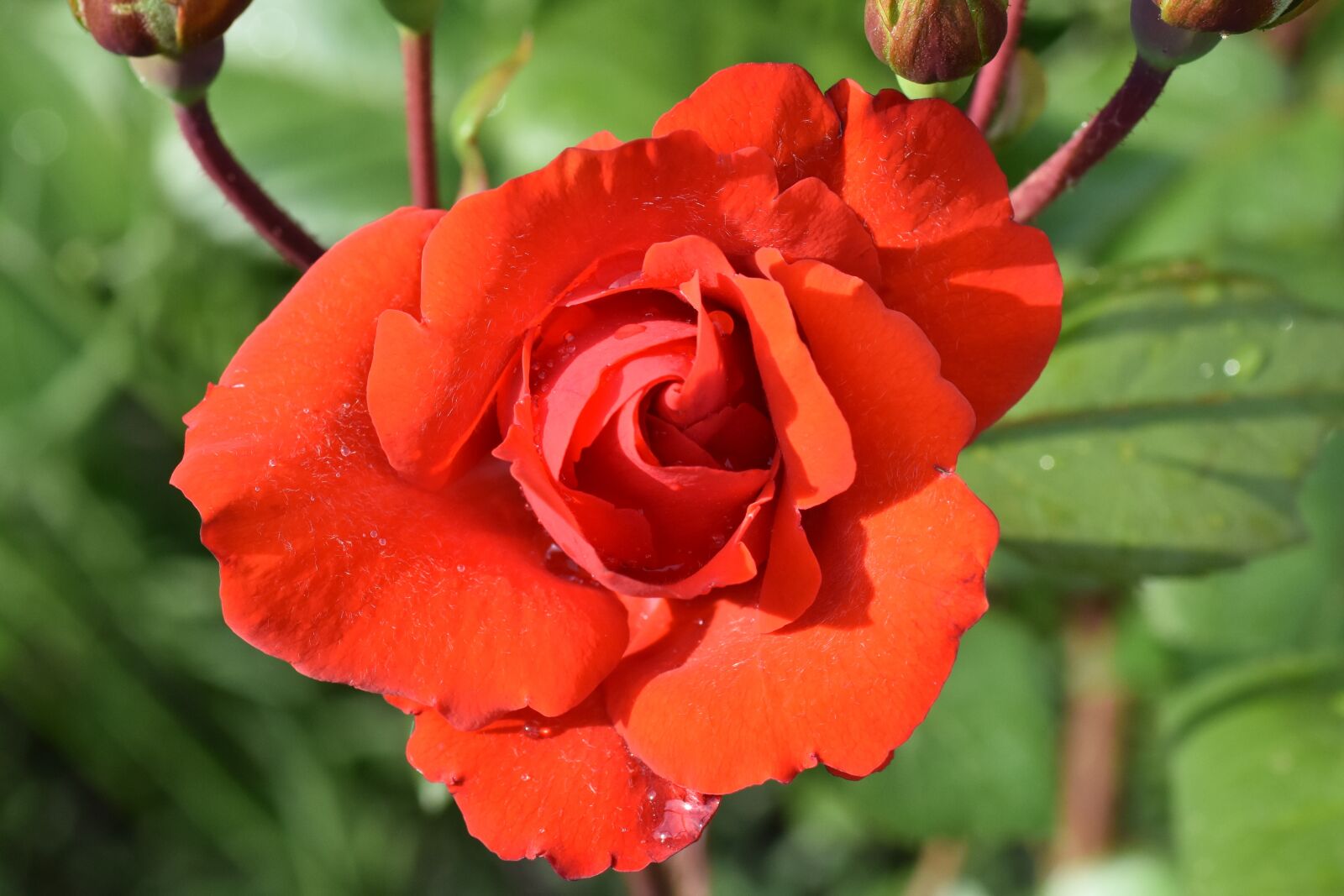 Nikon D7200 sample photo. Red rose, blossom, bloom photography