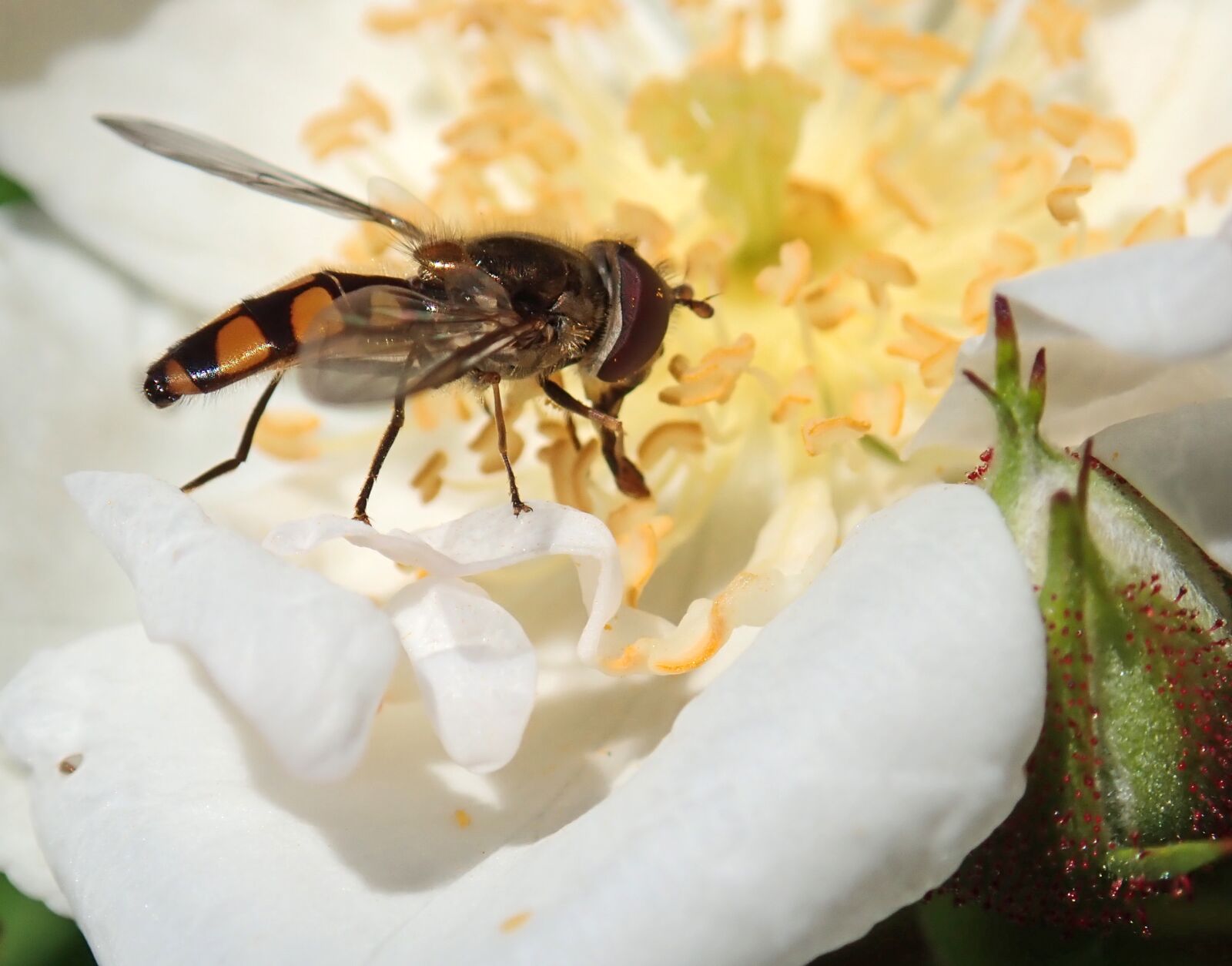 Olympus TG-5 sample photo. Insect, hover fly, pollen photography