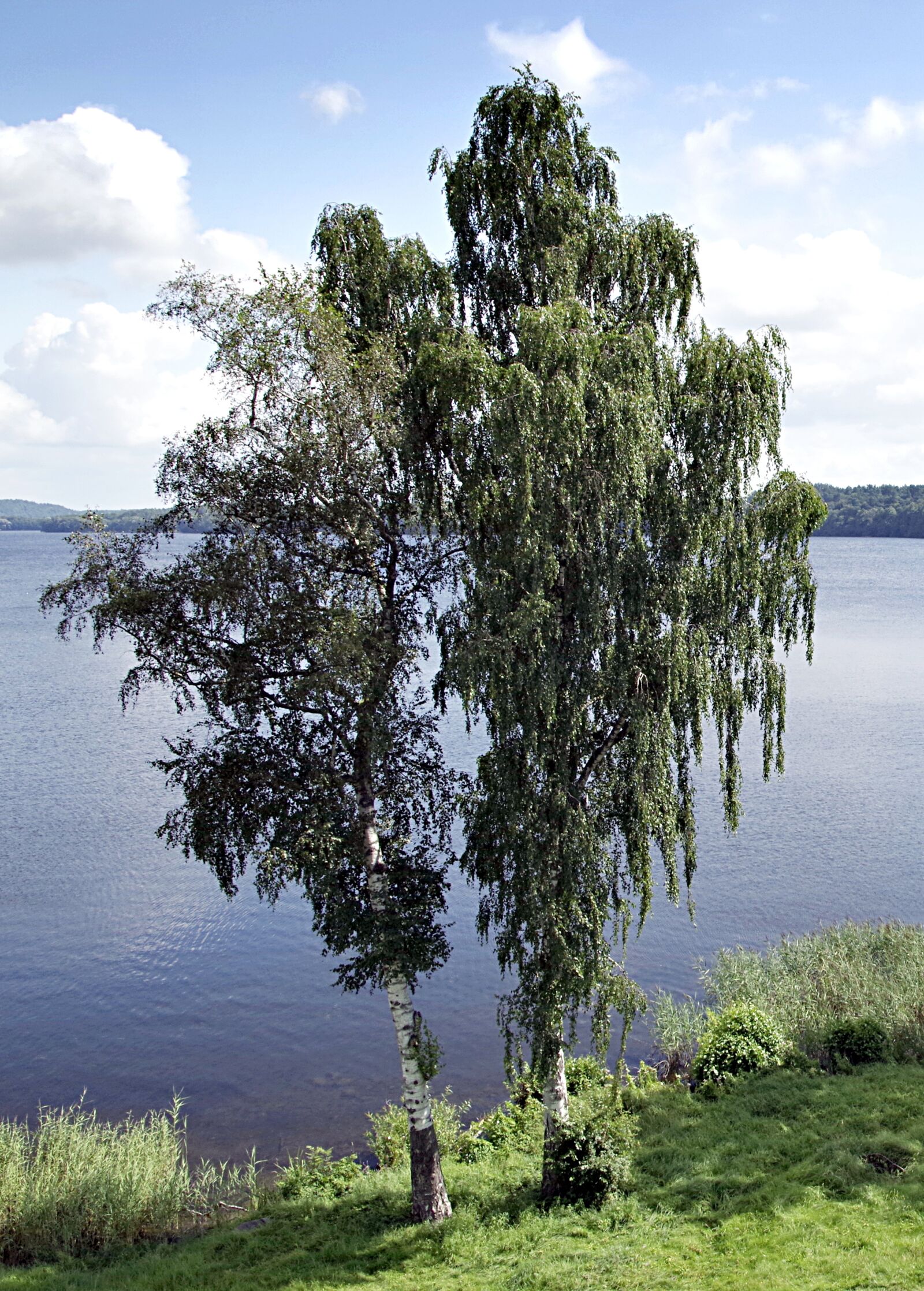 Pentax K-S2 sample photo. Birch, tree, water photography