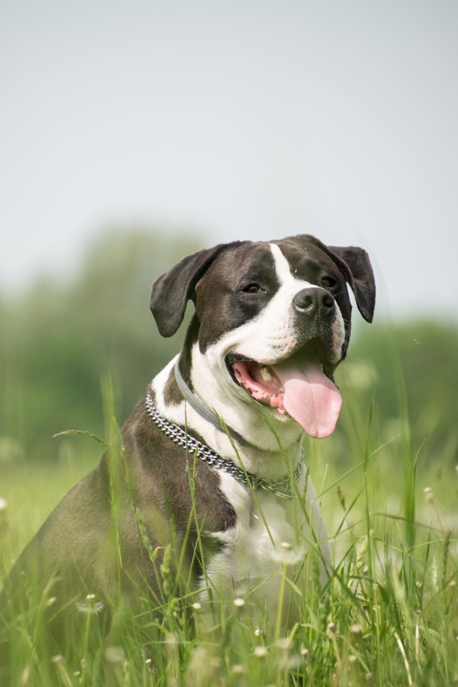 Nikon D3300 sample photo. Dog, animal, grass photography