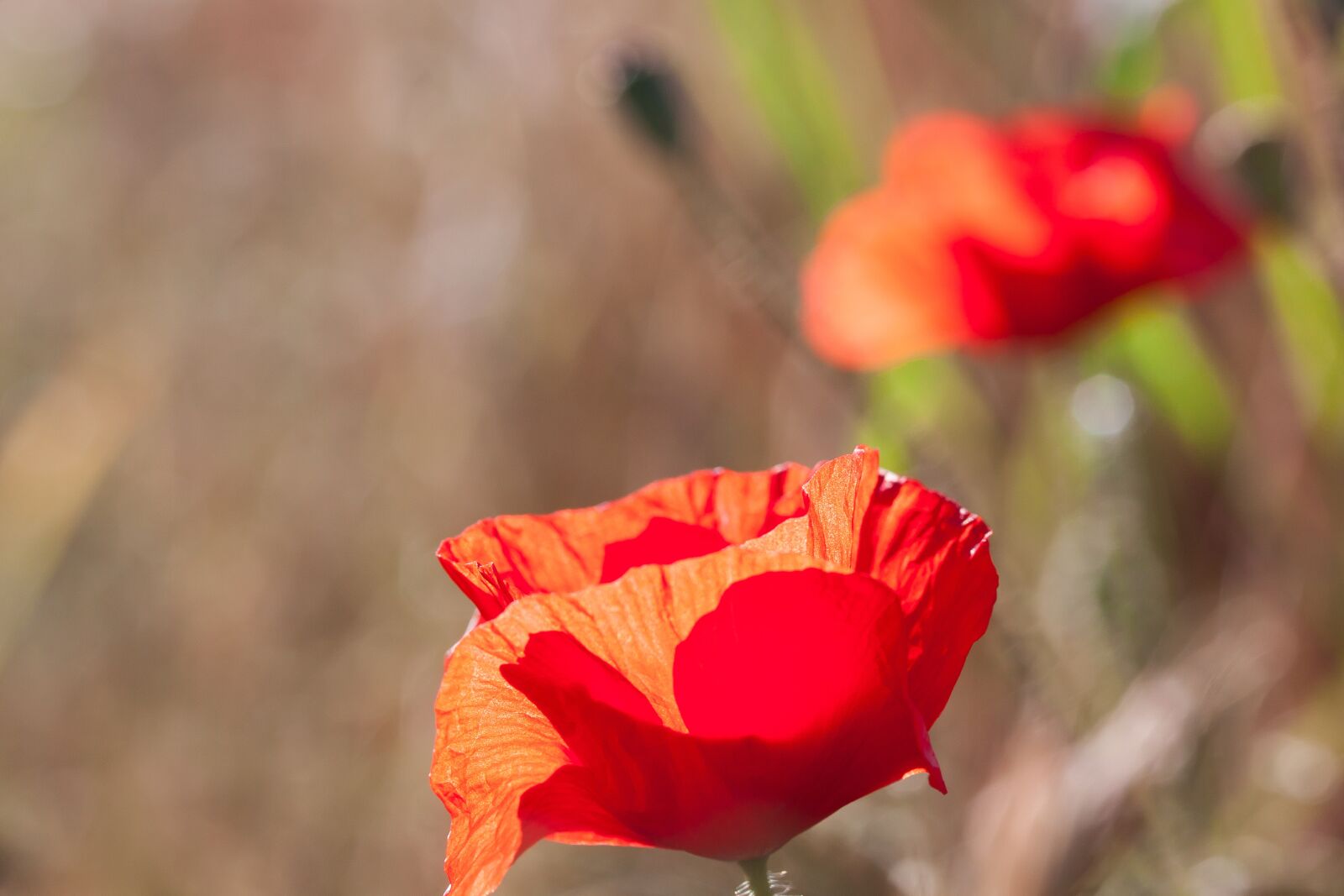 Canon EOS 50D sample photo. Poppy, papaver, sand poppy photography