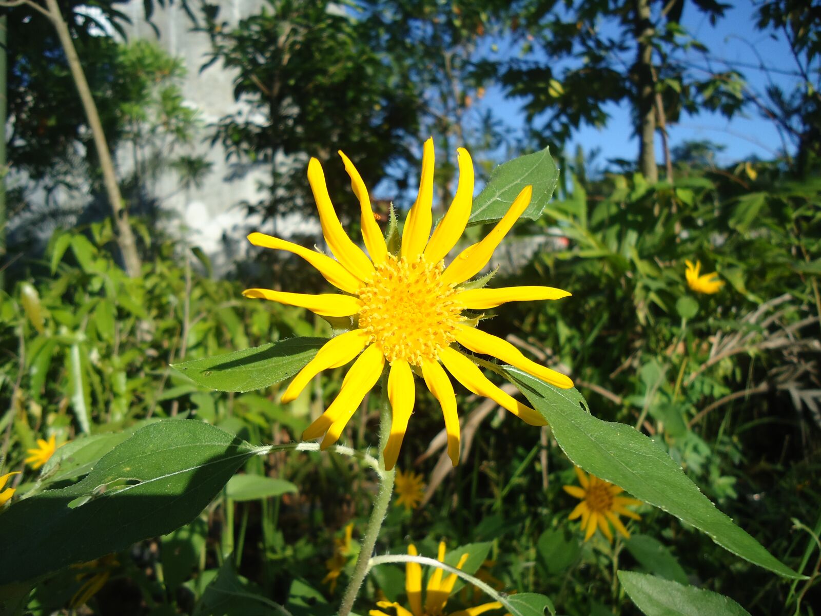 Sony Cyber-shot DSC-W320 sample photo. Sunflower, flower, yellow photography