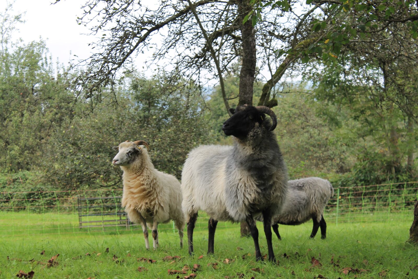 Canon EOS 1100D (EOS Rebel T3 / EOS Kiss X50) sample photo. Heidschnucke, sheep, horns photography