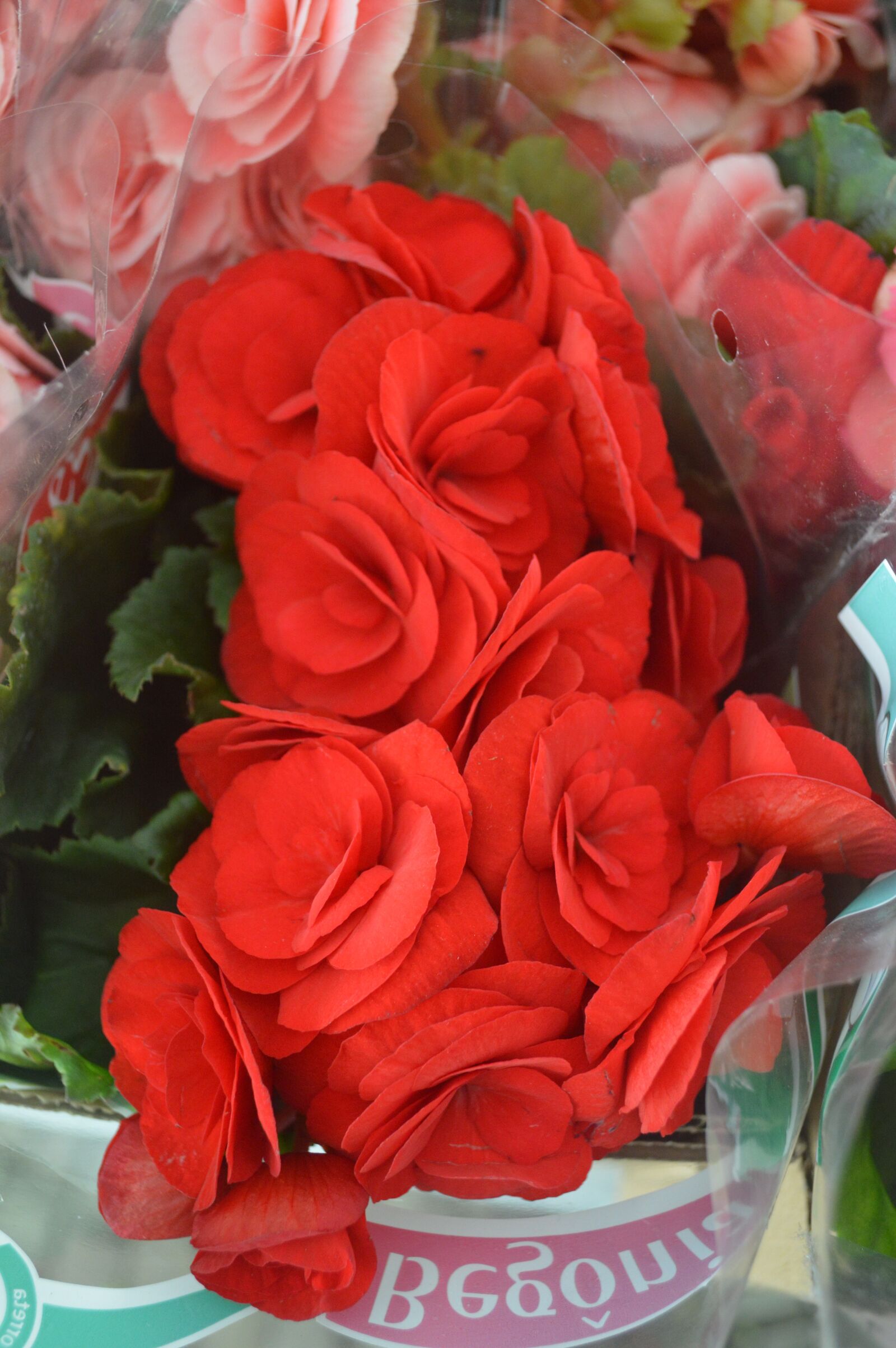 Nikon D3200 sample photo. Flower-begonia, red, alegre photography