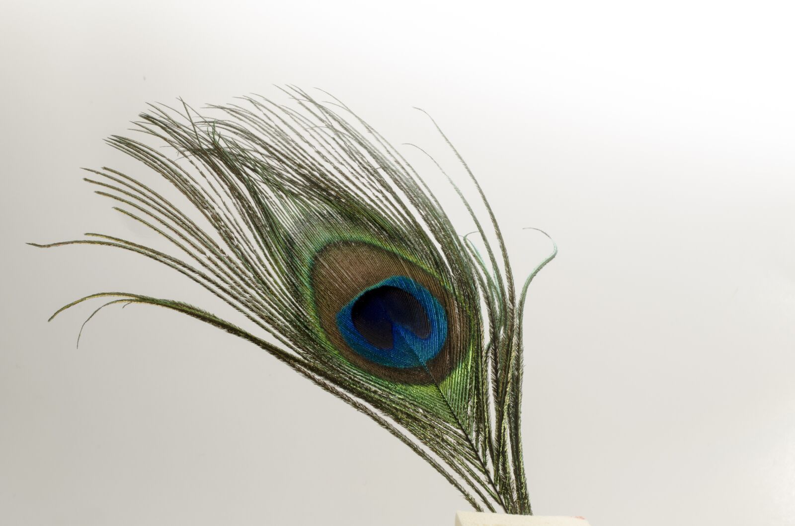 Nikon D5100 sample photo. Feather, bird, peacock photography