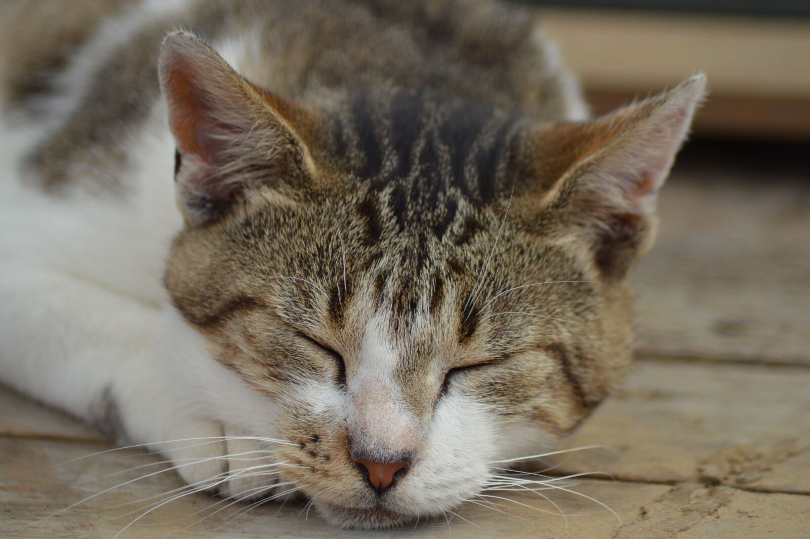 Nikon D3200 sample photo. Animal, cat, asleep photography