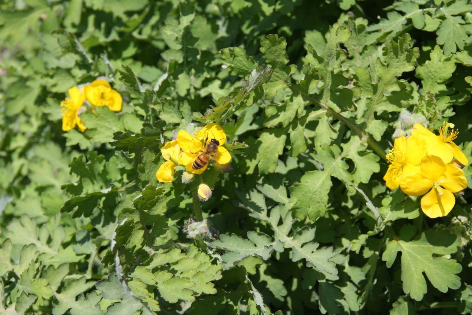 Canon EOS 40D sample photo. Yellow flower, bee, yellow photography