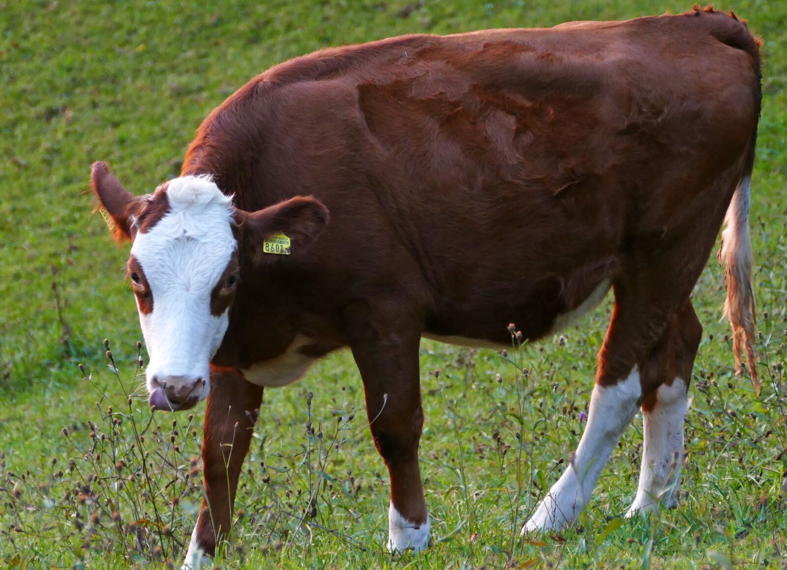Panasonic Lumix DMC-FZ1000 sample photo. Agriculture, beef, nature photography