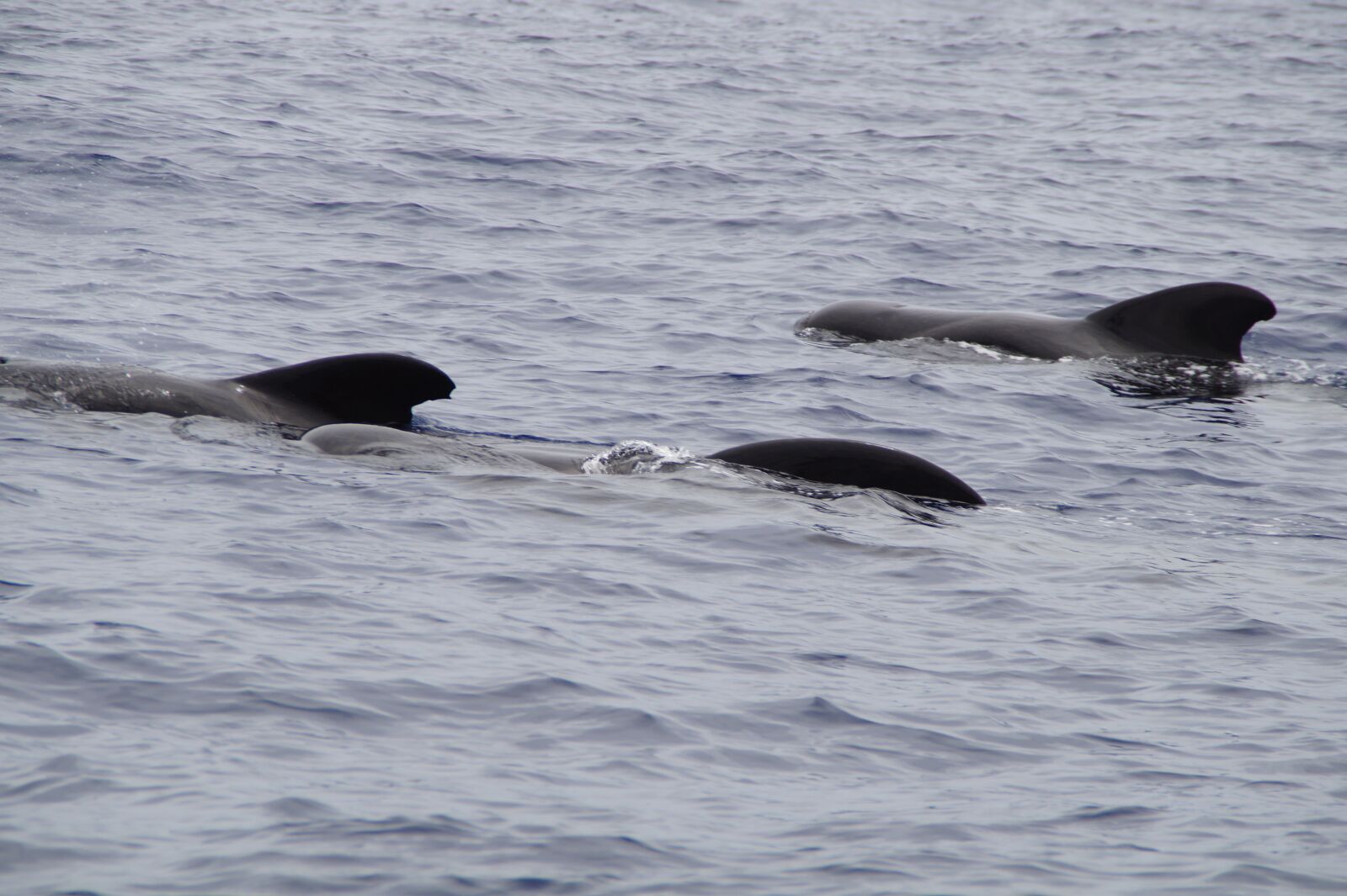 Sony SLT-A58 sample photo. Whales, pilot whales, marine photography