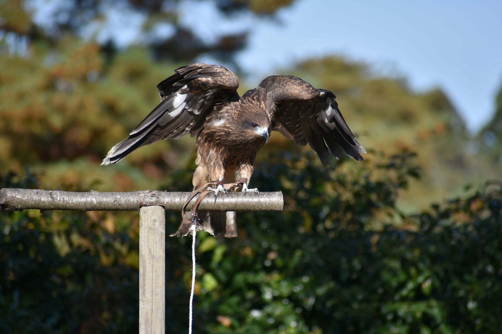 Nikon D7200 sample photo. Animal, bird, raptor photography