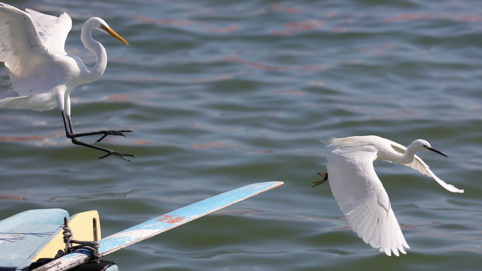 Canon EOS 5DS R + Canon EF 100-400mm F4.5-5.6L IS II USM sample photo. Bird, water, egret photography