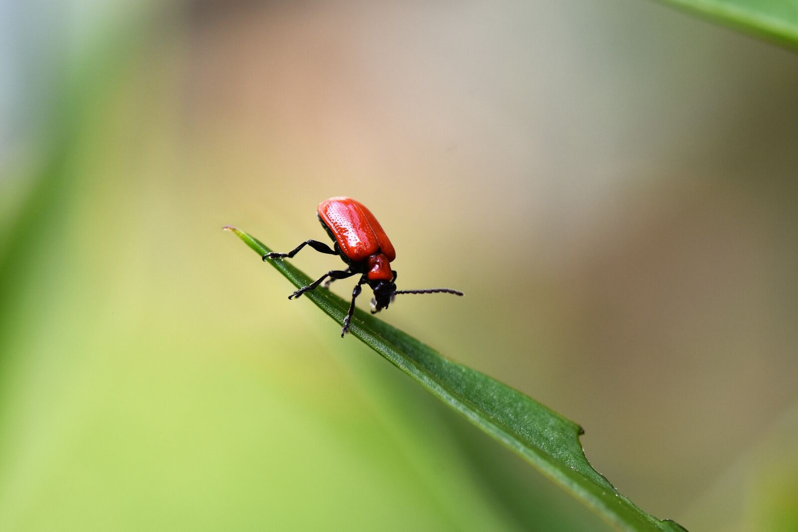 Nikon D7200 sample photo. Insect, nature photography