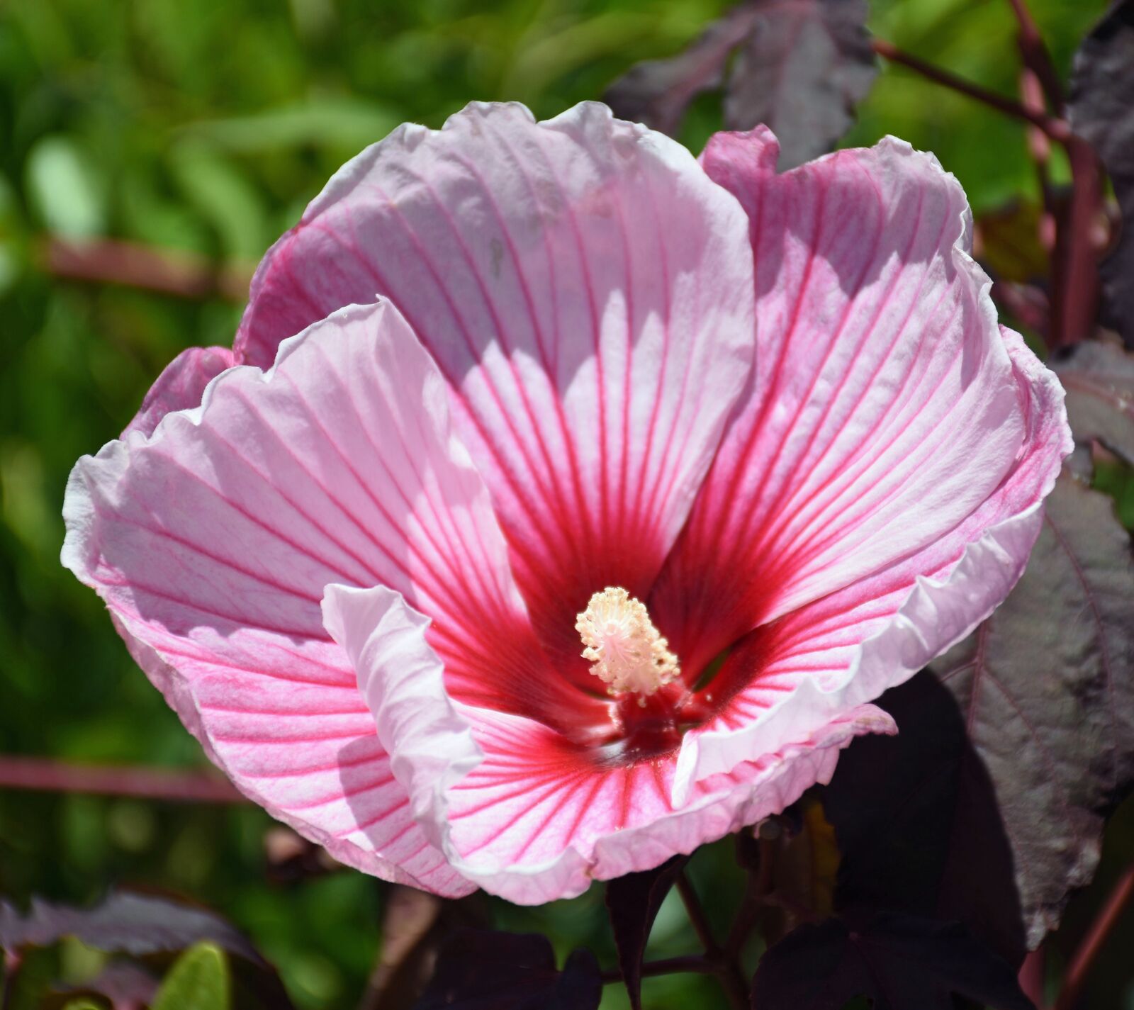 Nikon D7200 sample photo. Hibiscus, flower, plant photography