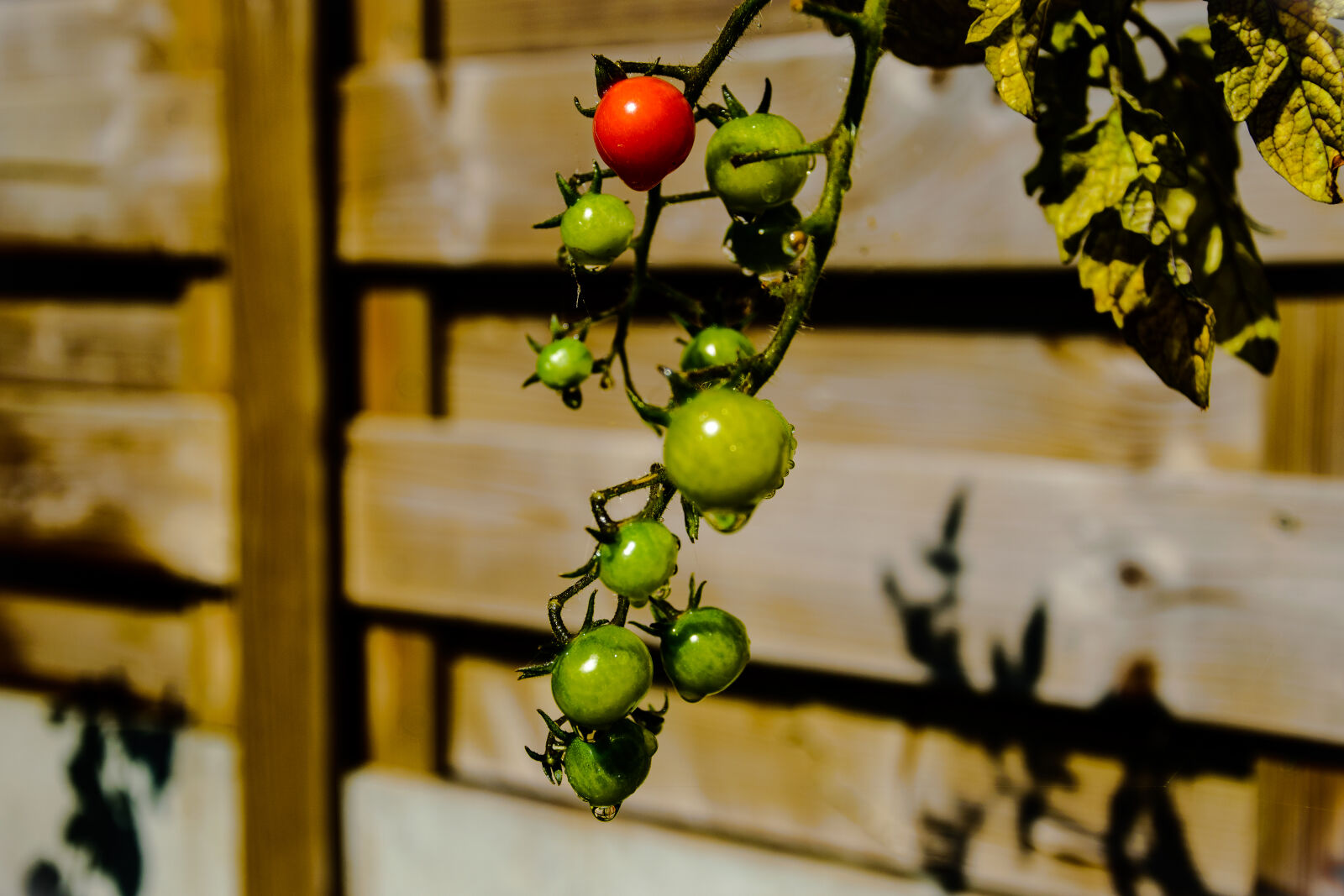 Nikon AF-S DX Nikkor 18-105mm F3.5-5.6G ED VR sample photo. Bokeh, cherry, tomatoes, dramatic photography