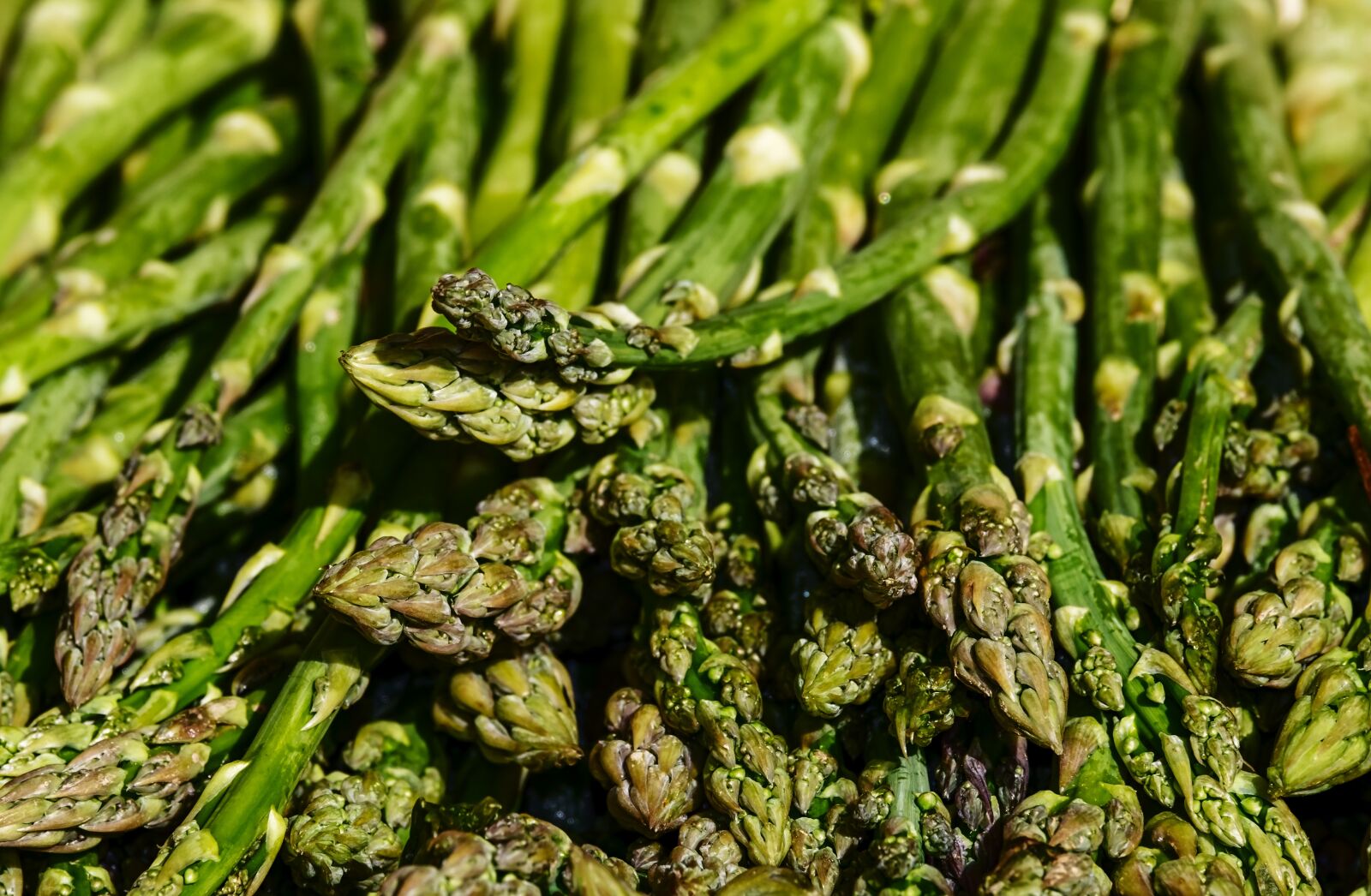 Fujifilm XF 55-200mm F3.5-4.8 R LM OIS sample photo. Asparagus, green asparagus, green photography